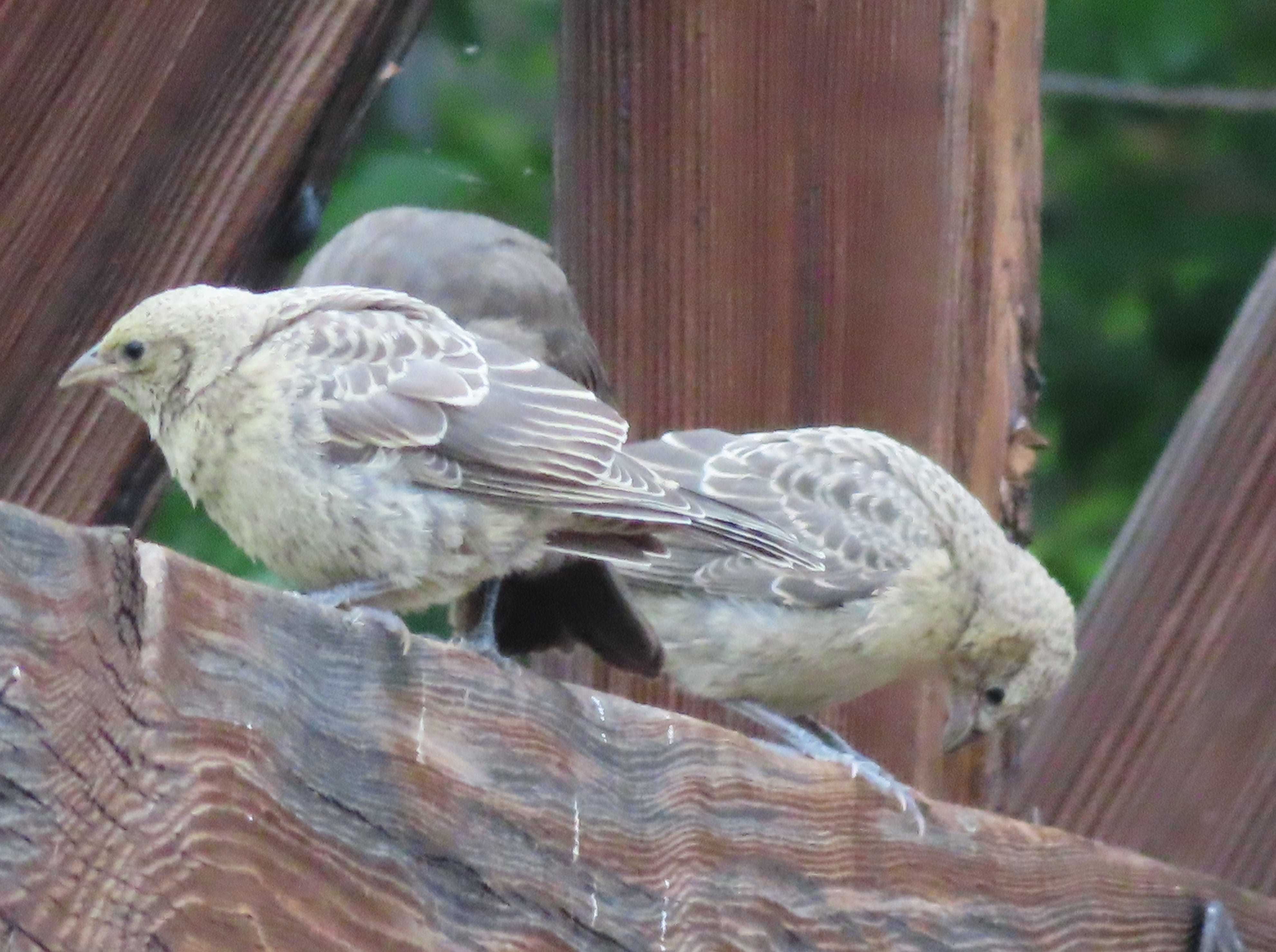Brown-Headed Cowbirds
