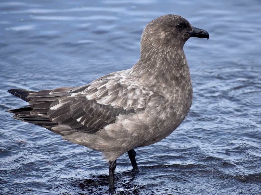 Brown Skua (courtesy of Sister)