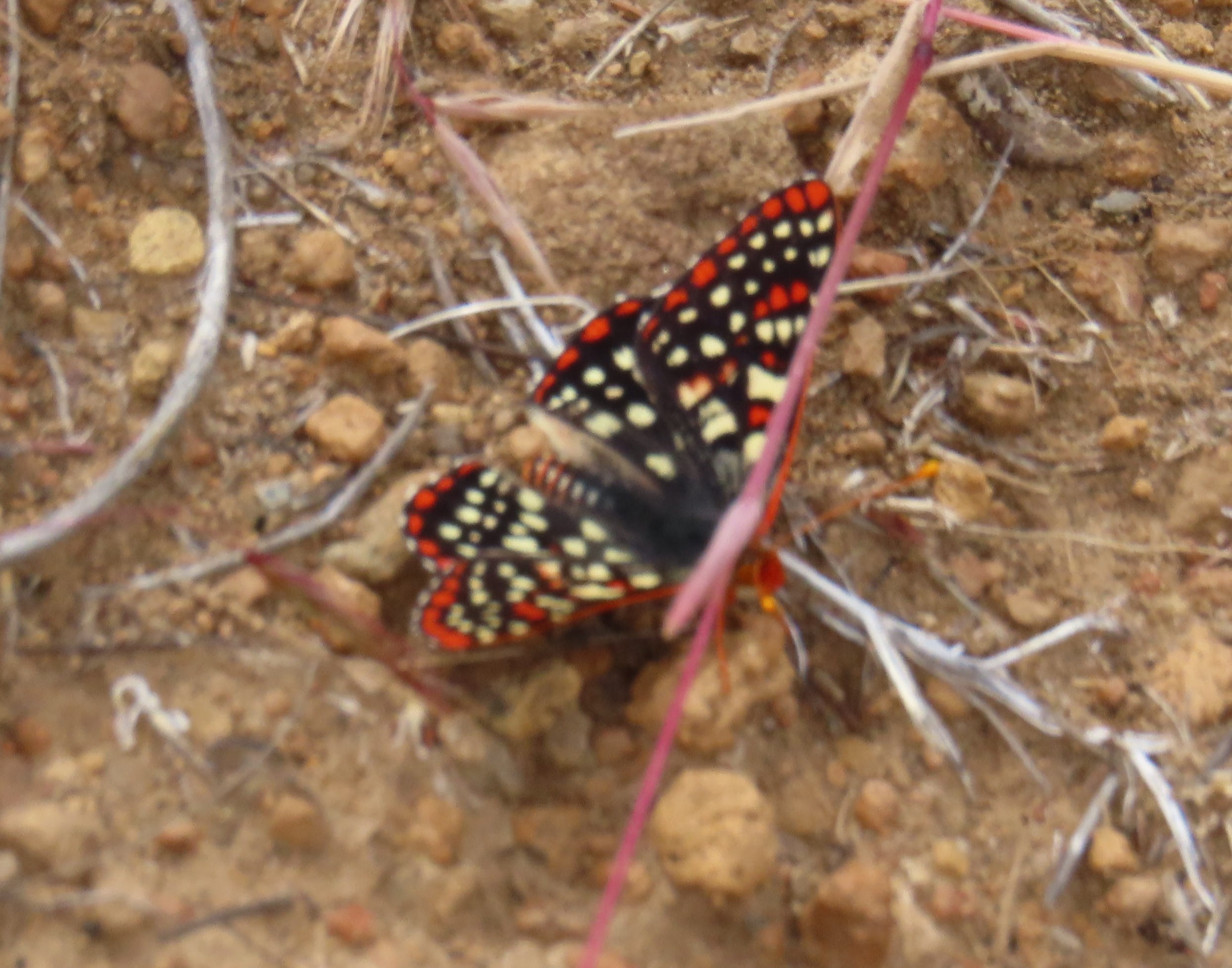Butterfly on the trail