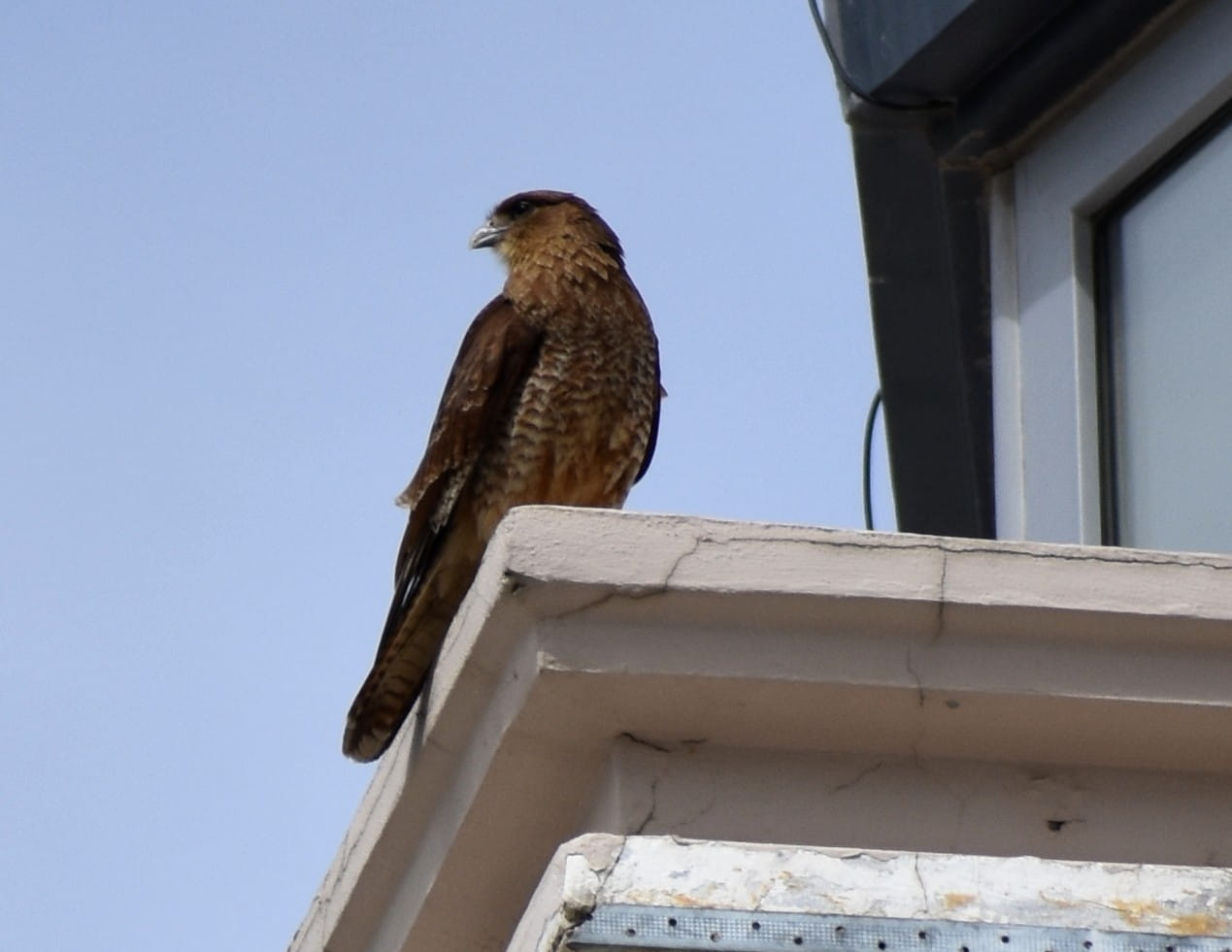 Chimango Caracara (courtesy of Sister)