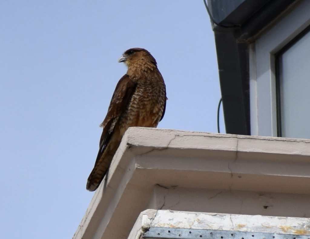 Chimango Caracara (courtesy of Sister)