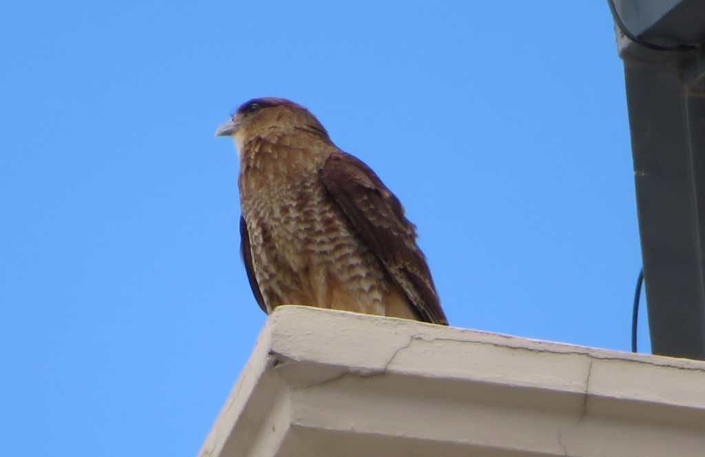 Chimango Caracara