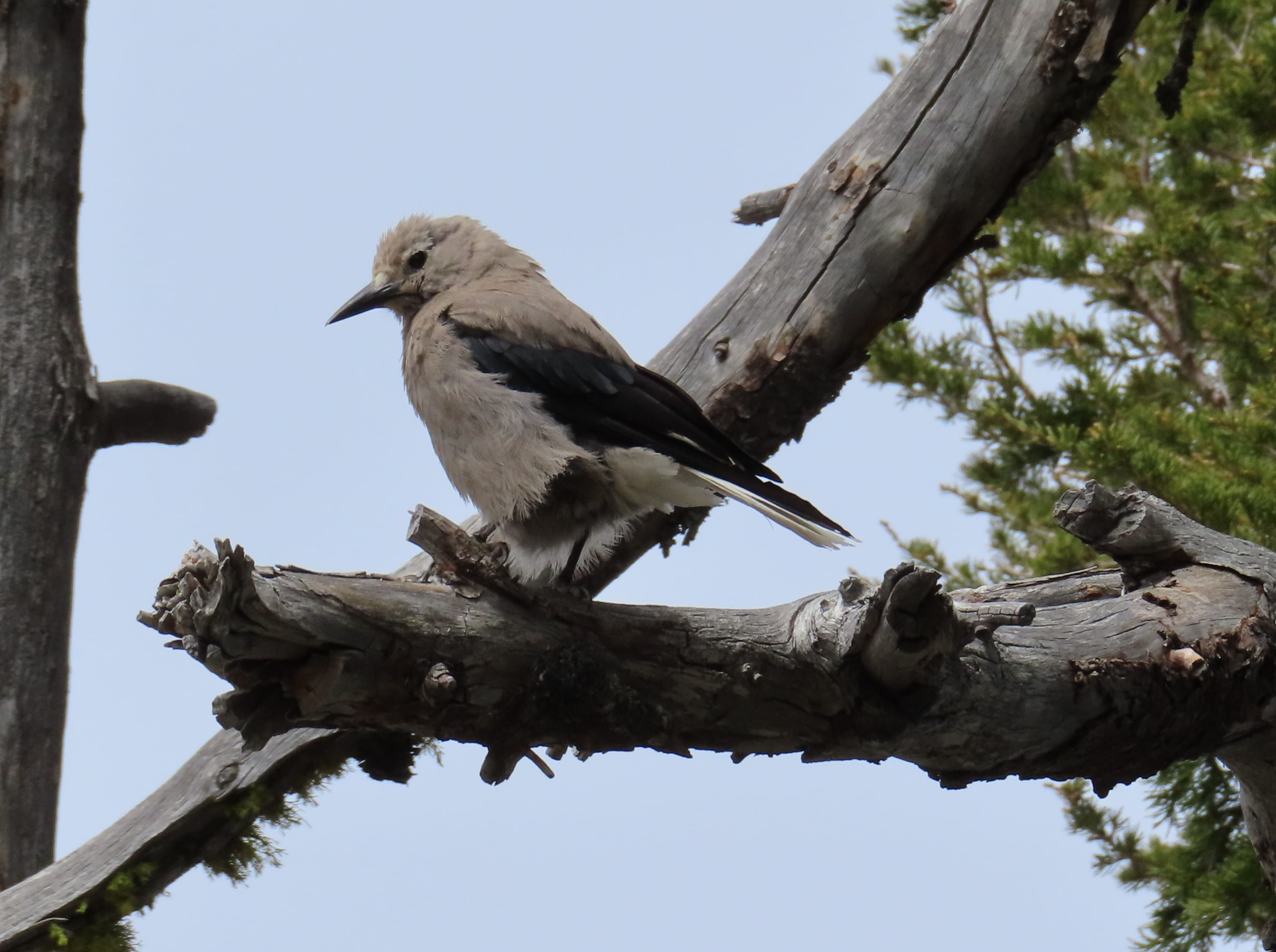 Clark's Nutcracker