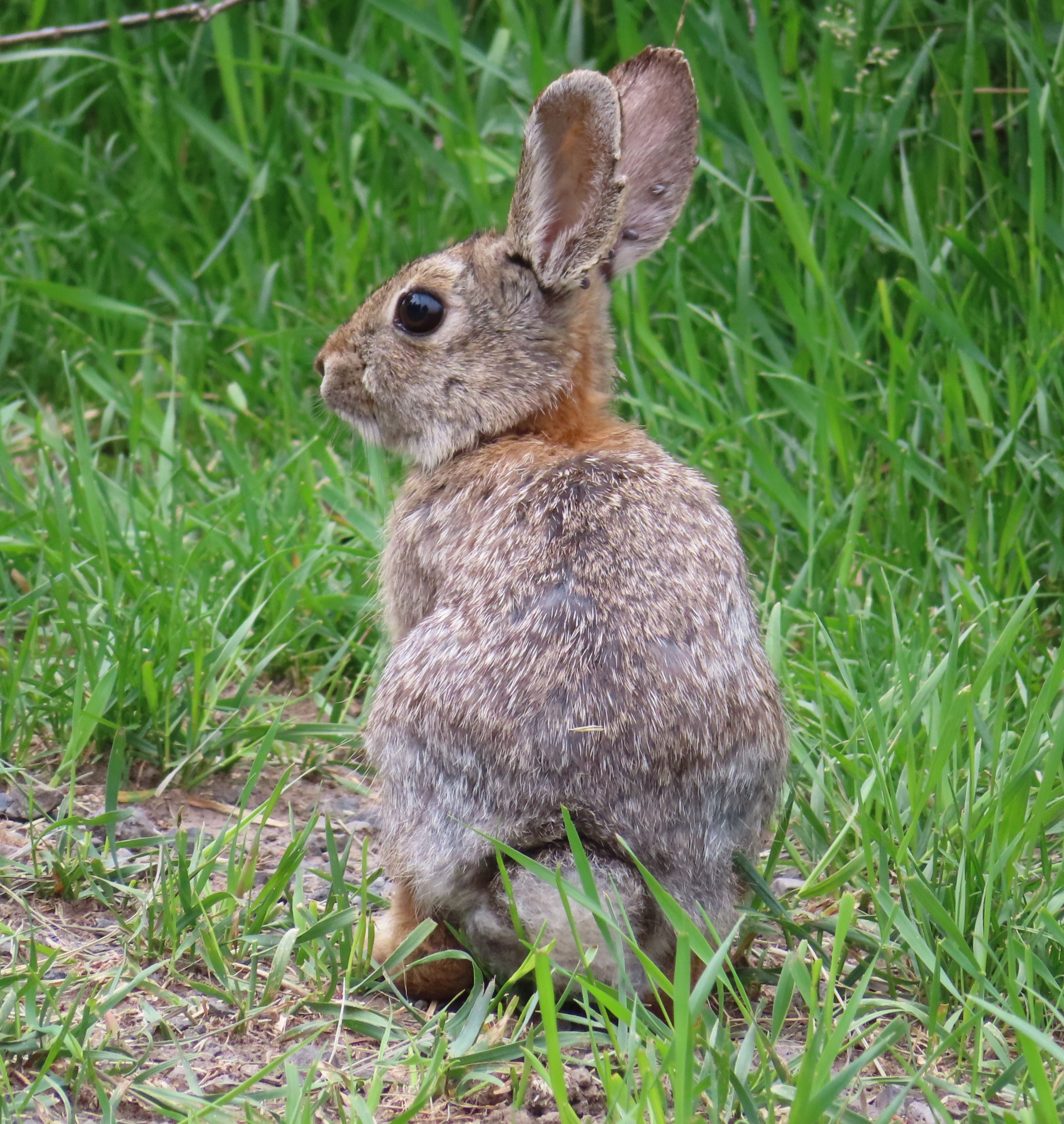 Cute Hare