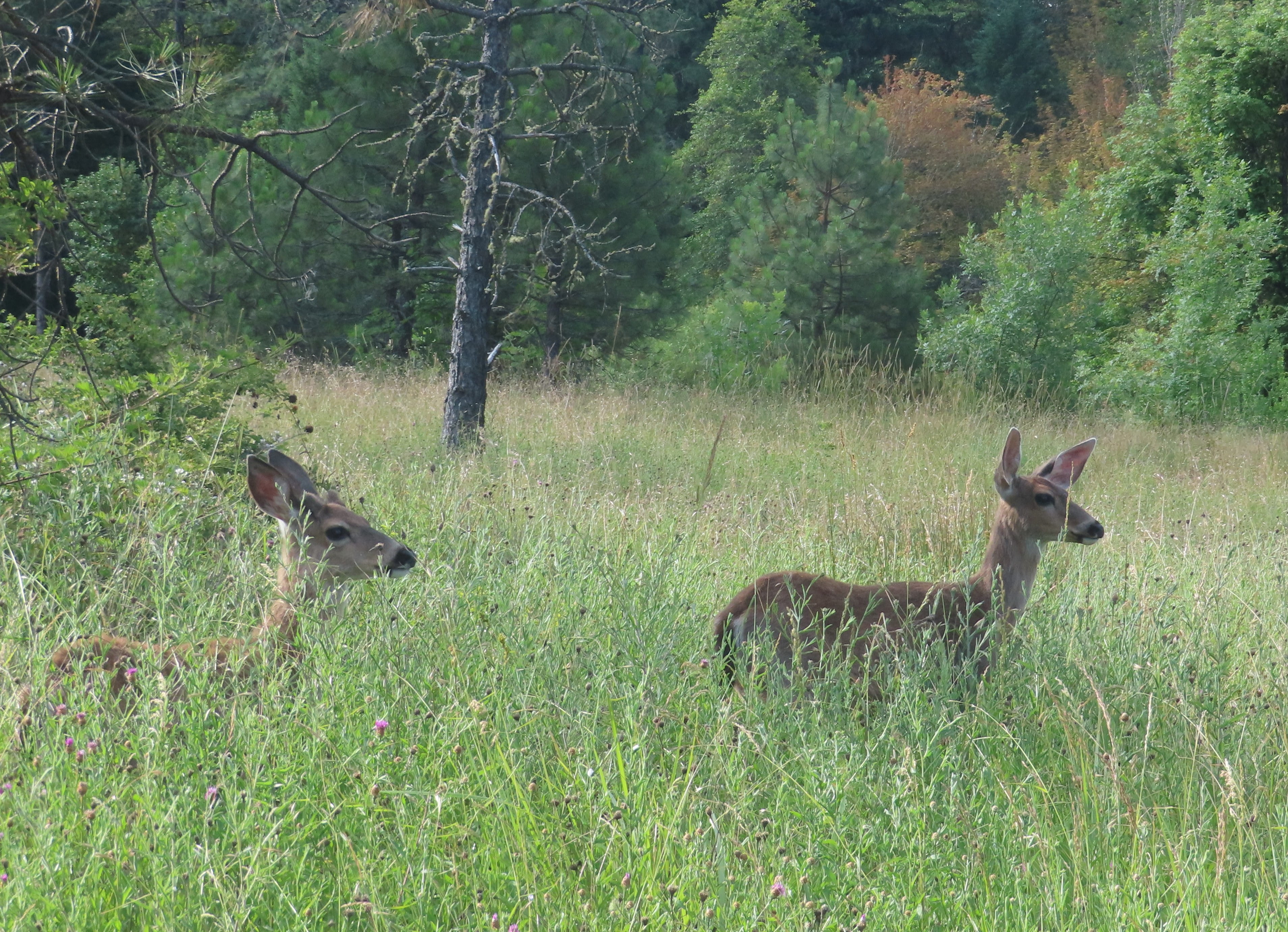 Deer on the roadside