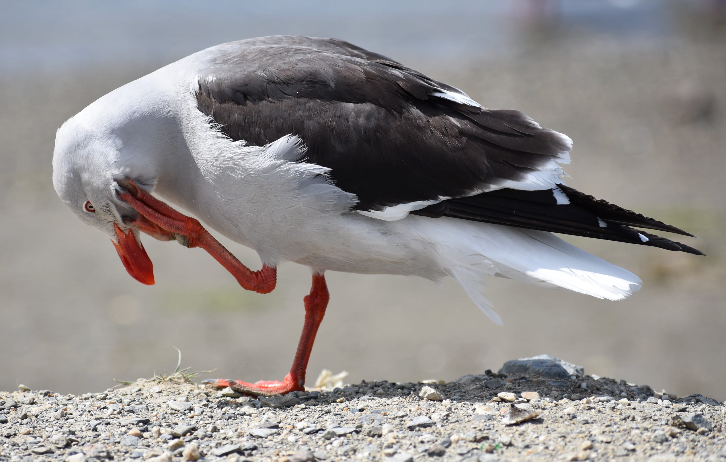 Dolphin Gull (courtesy of Sister) 