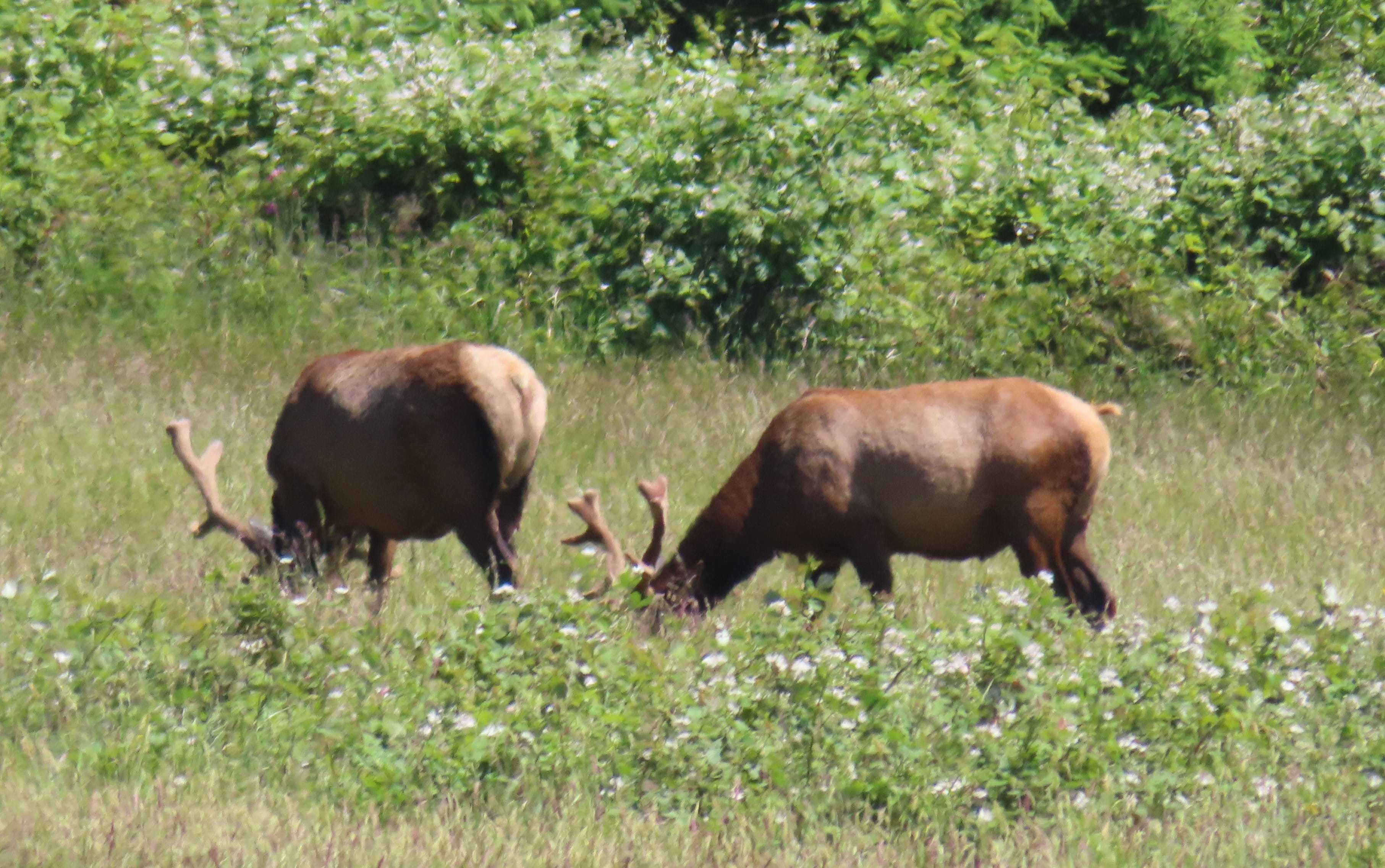 Elks