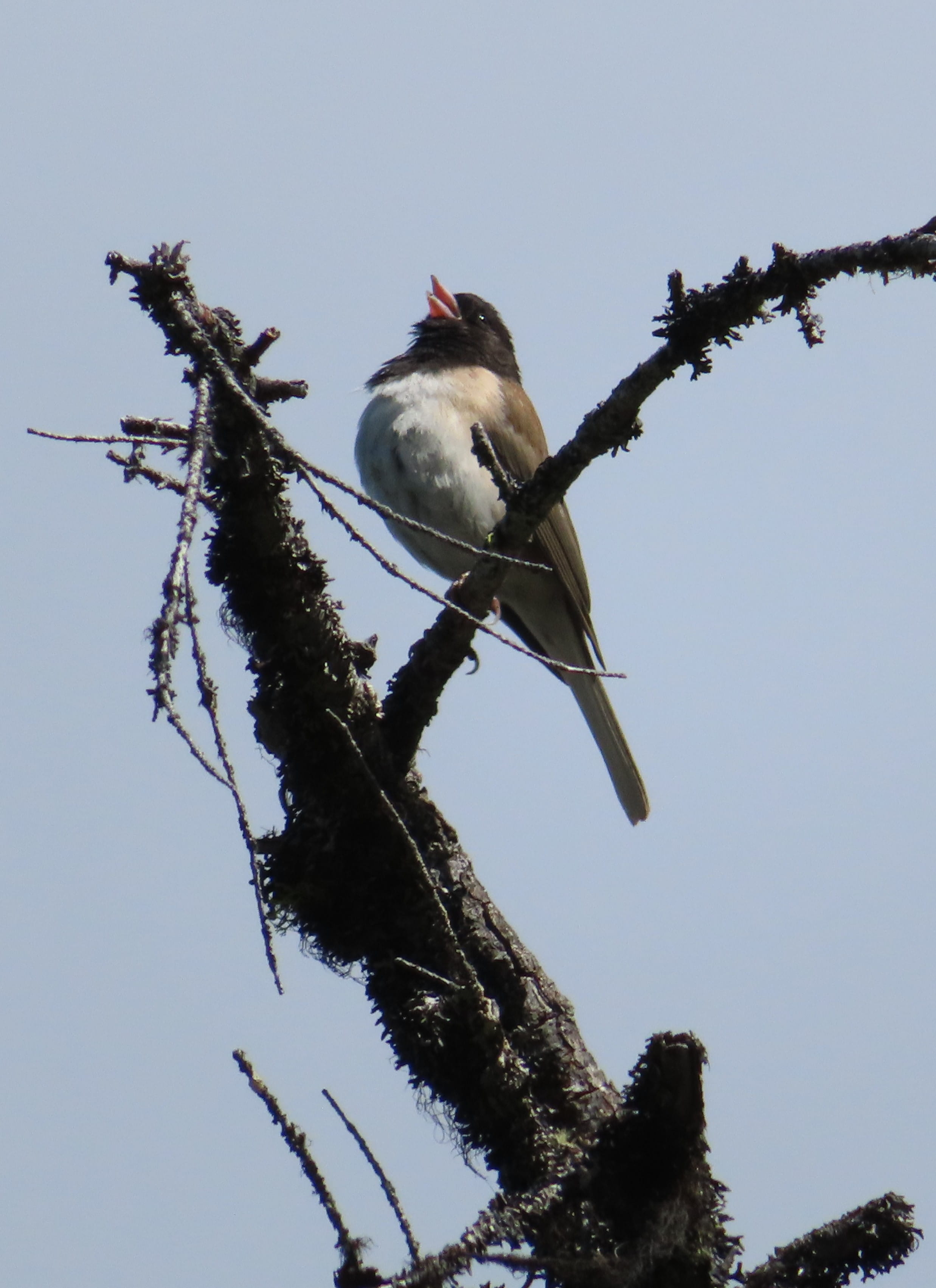 Junco Calling
