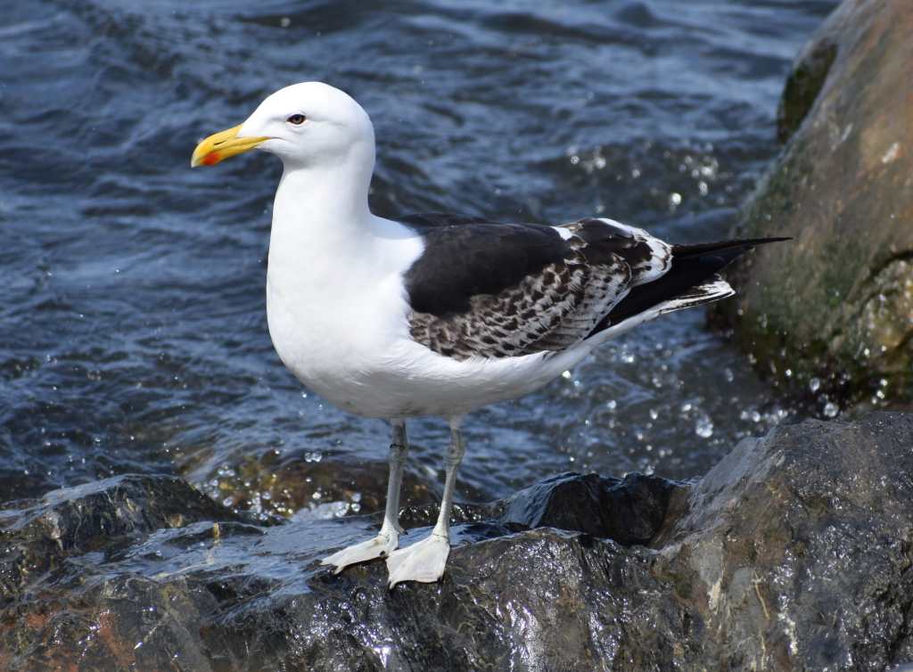 Kelp Gull (courtesy of Sister)