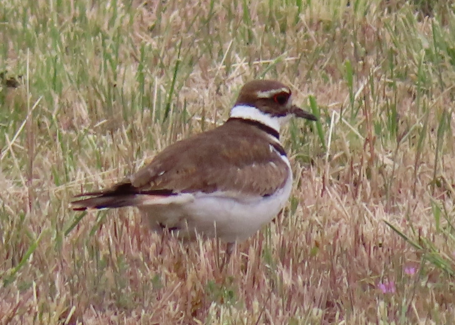 Killdeer