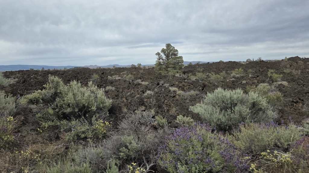 Lava Field