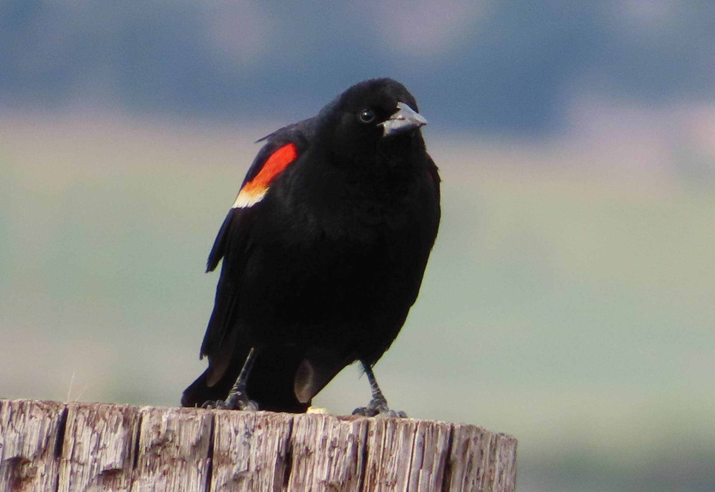 Red-Winged Blackbird