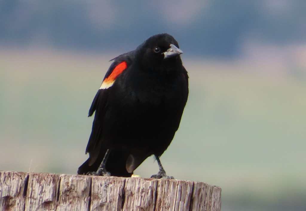 Red-Winged Blackbird