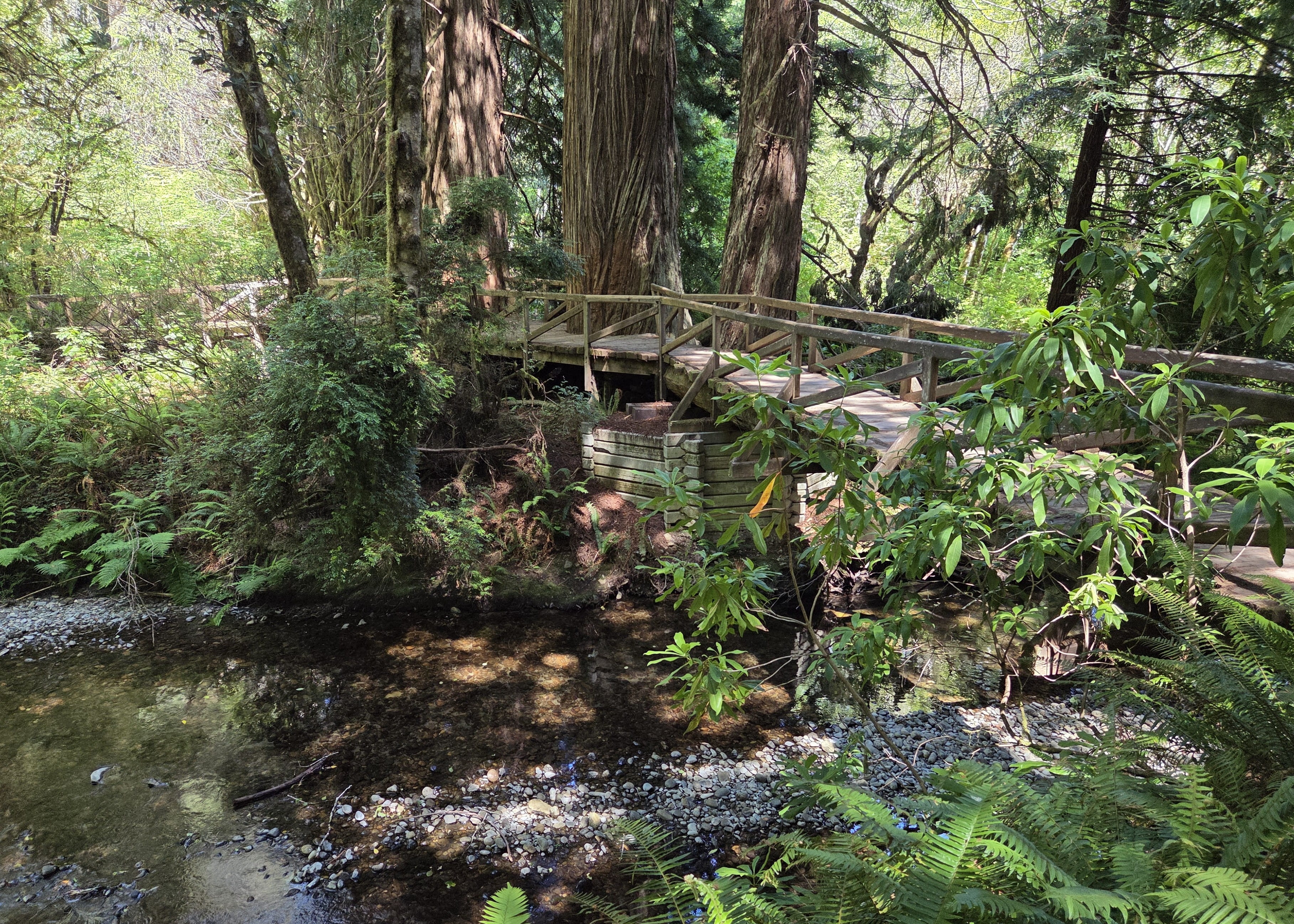 Redwood Trail