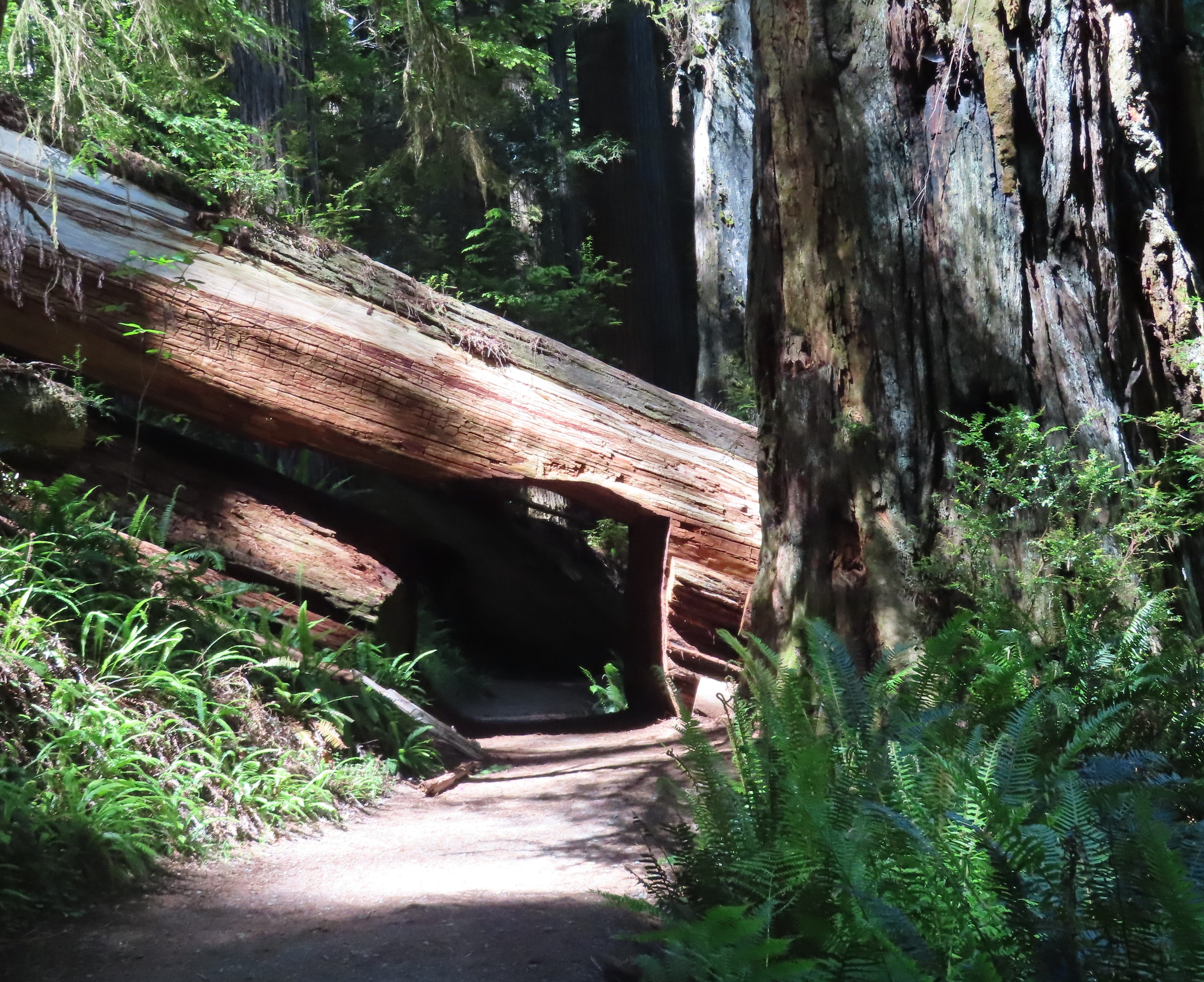 Redwood Trail