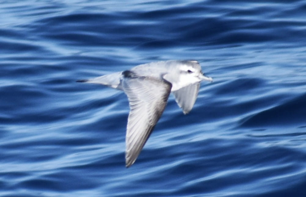 Spender-Billed Prion (courtesy of Sister)