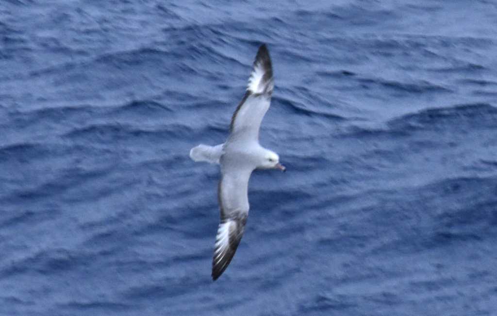 Southern Fulmar (courtesy of Sister)