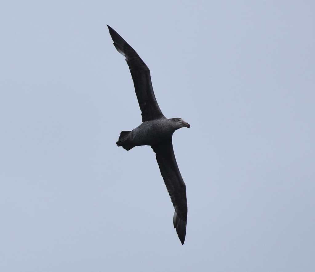 Southern Giant Petrel (courtesy of Sister)