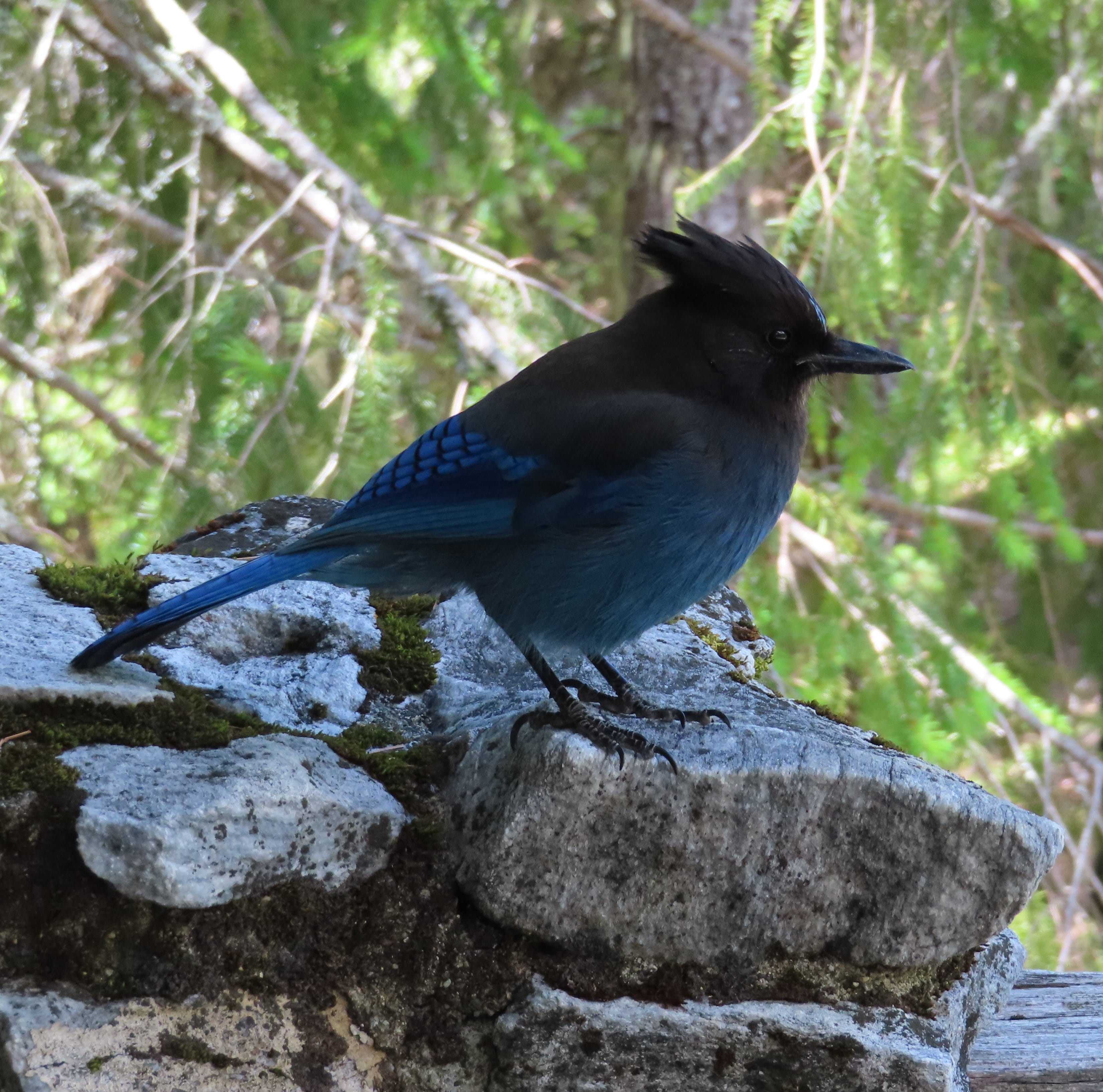 Steller's Jay