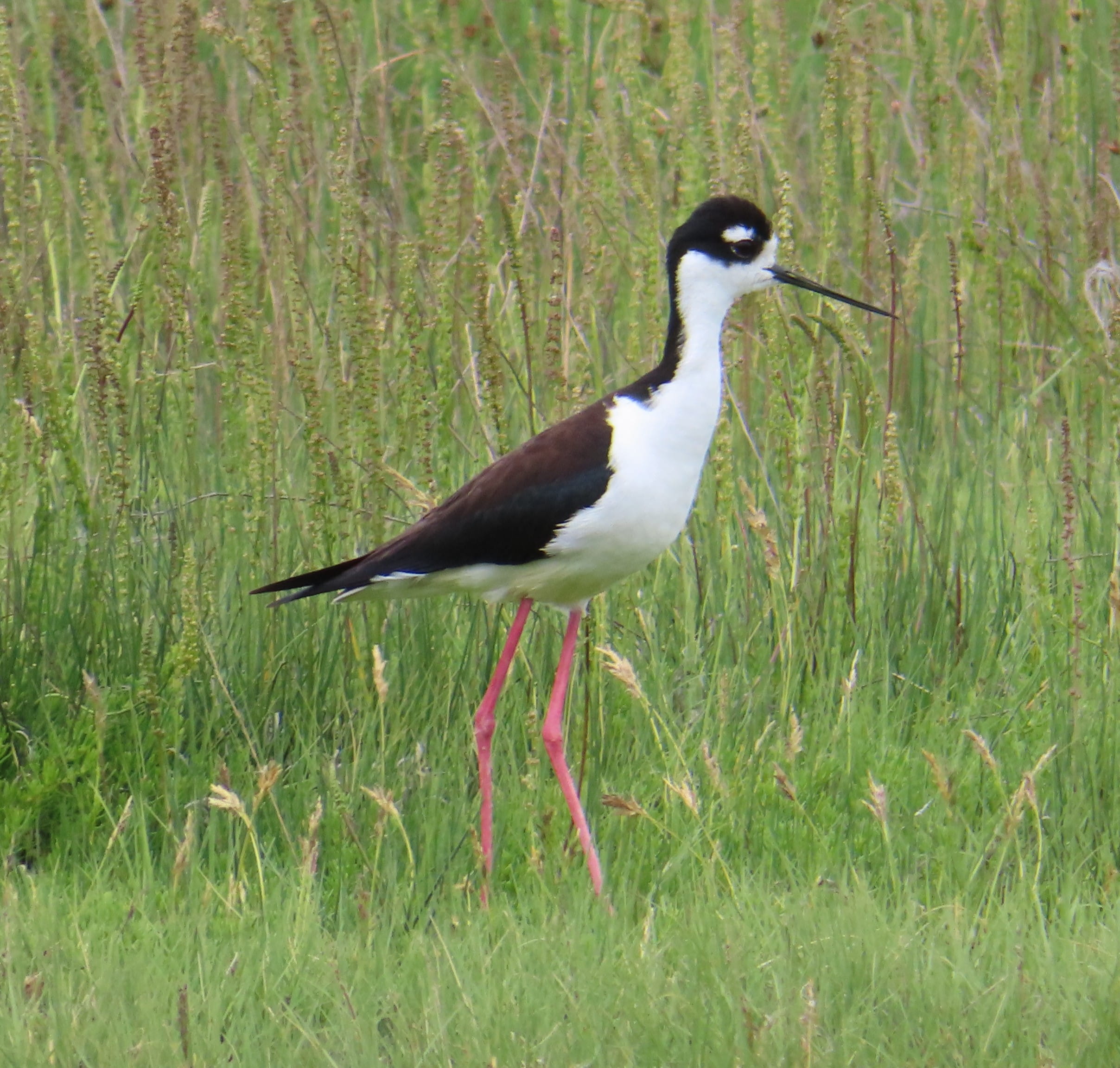 Stilt