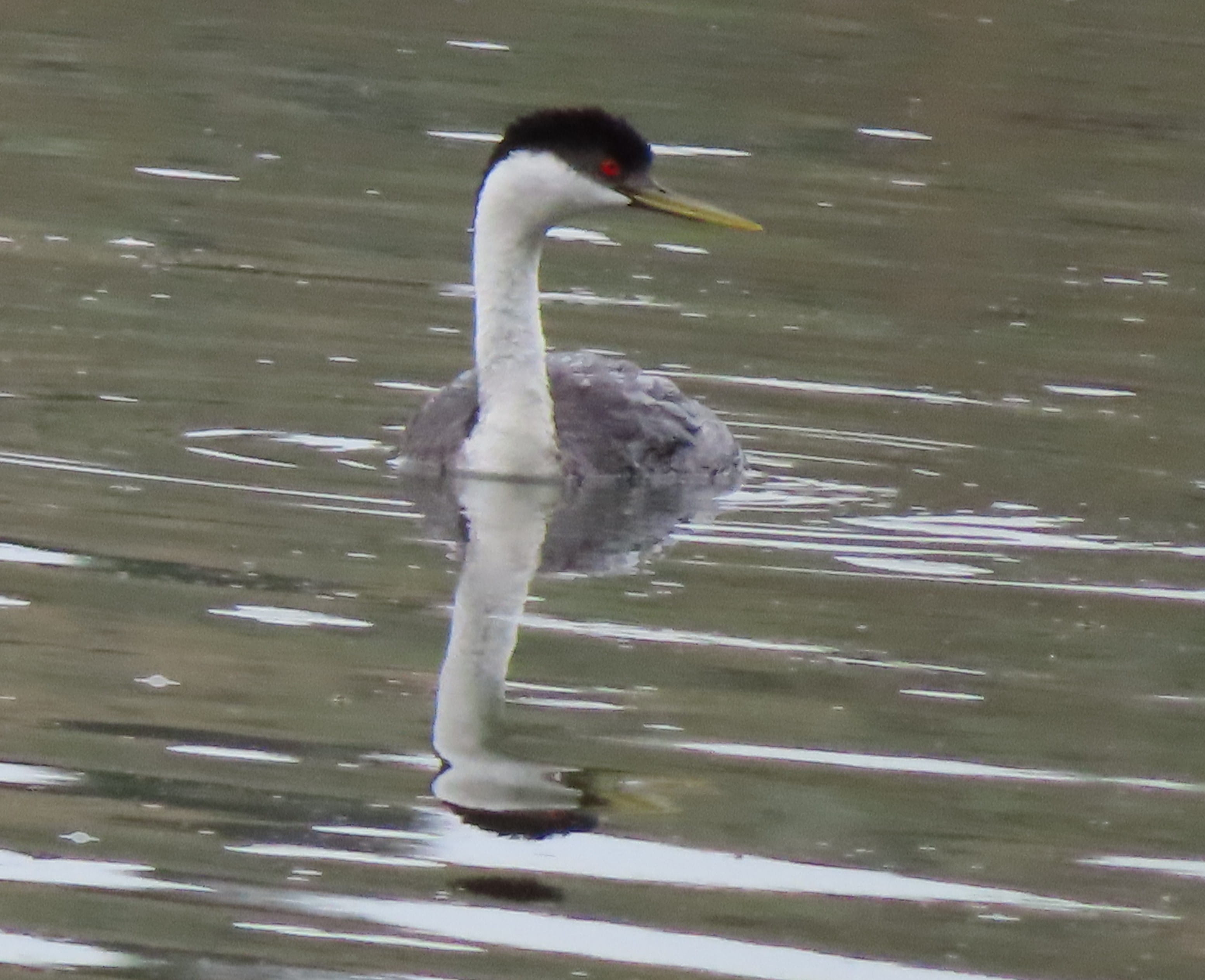 Western Grebe