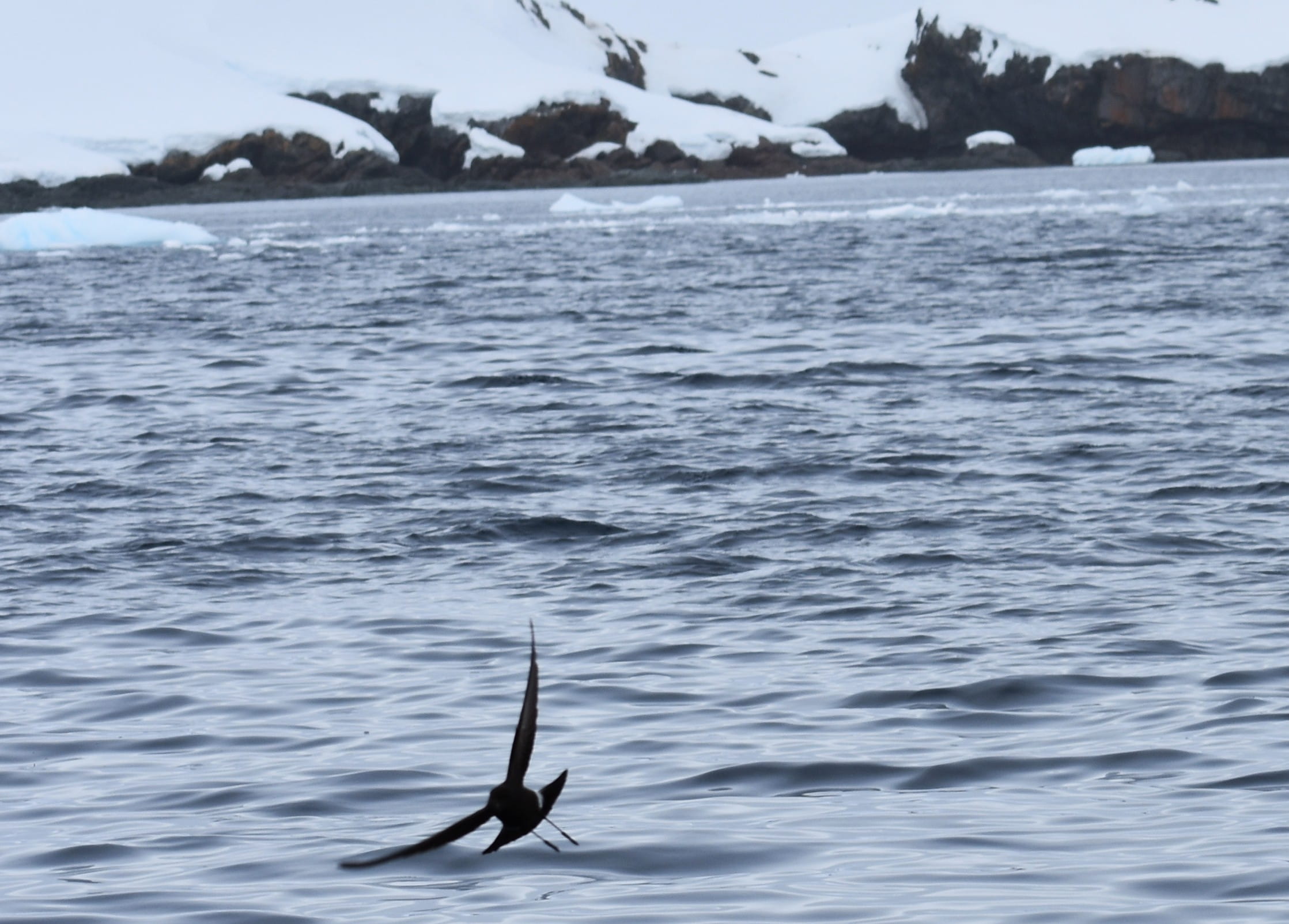 Wilson's Storm Petrel (courtesy of Sister)