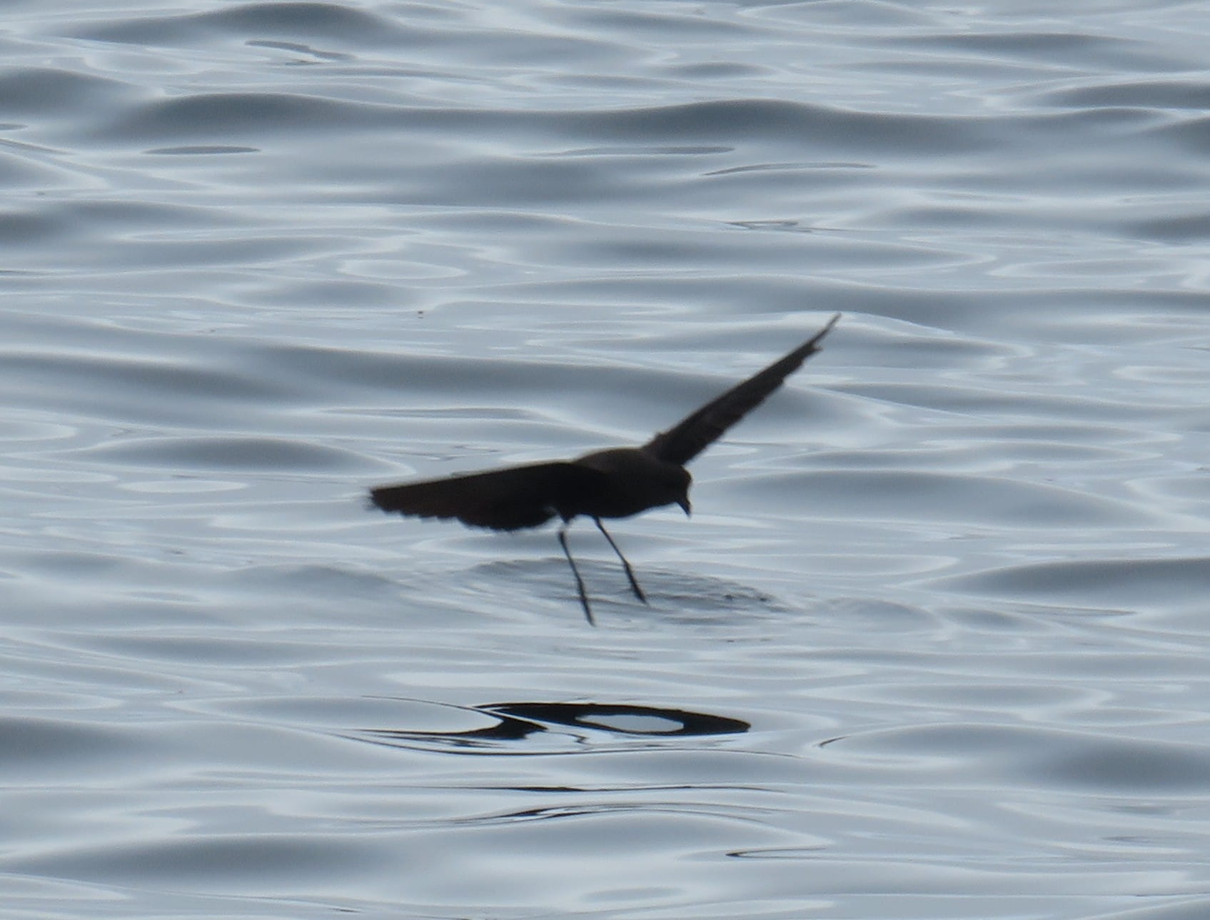Wilson's Storm Petrel