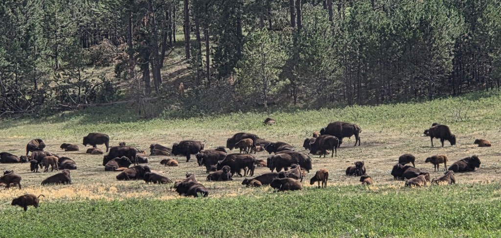 Bison in Custer State Park