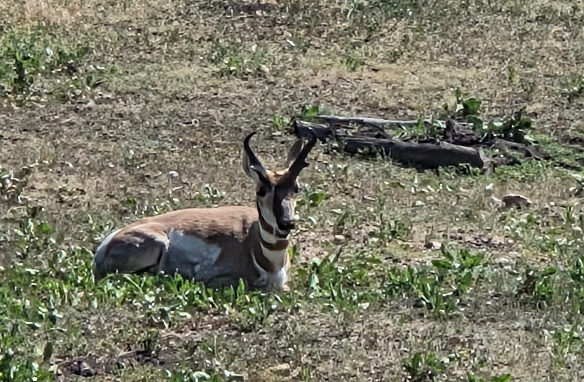 Pronghorn