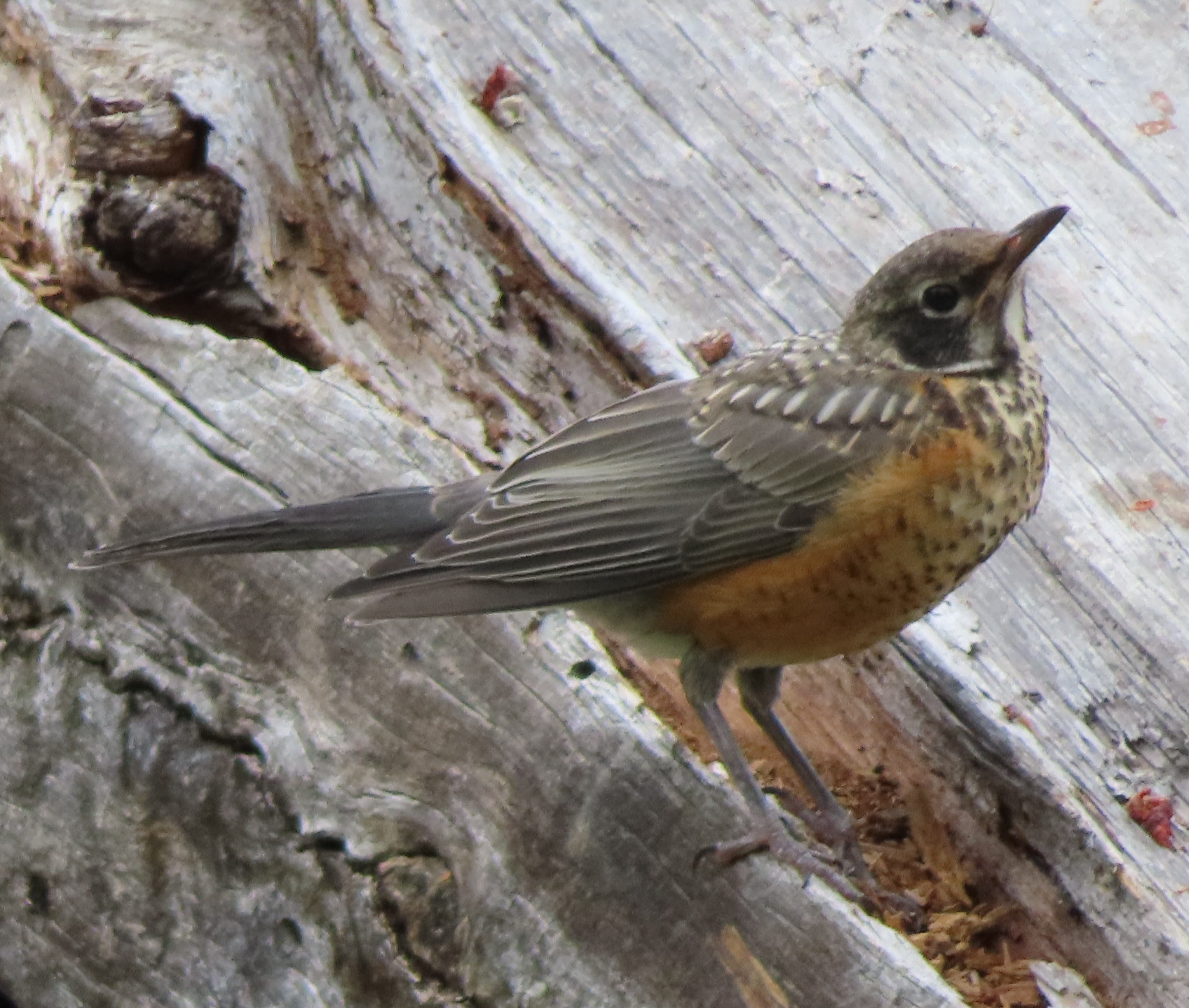 American Robin