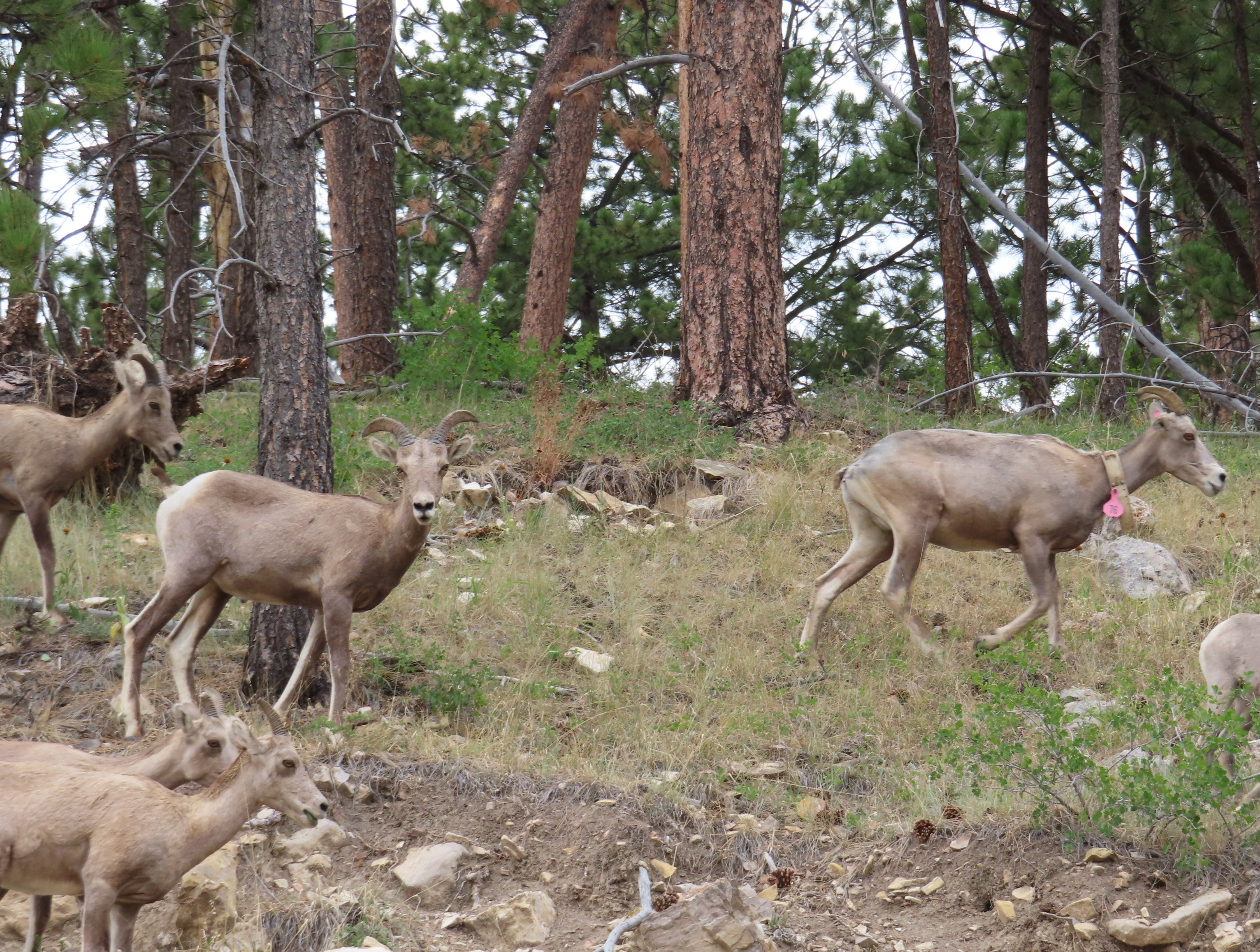 Bighorn Sheep