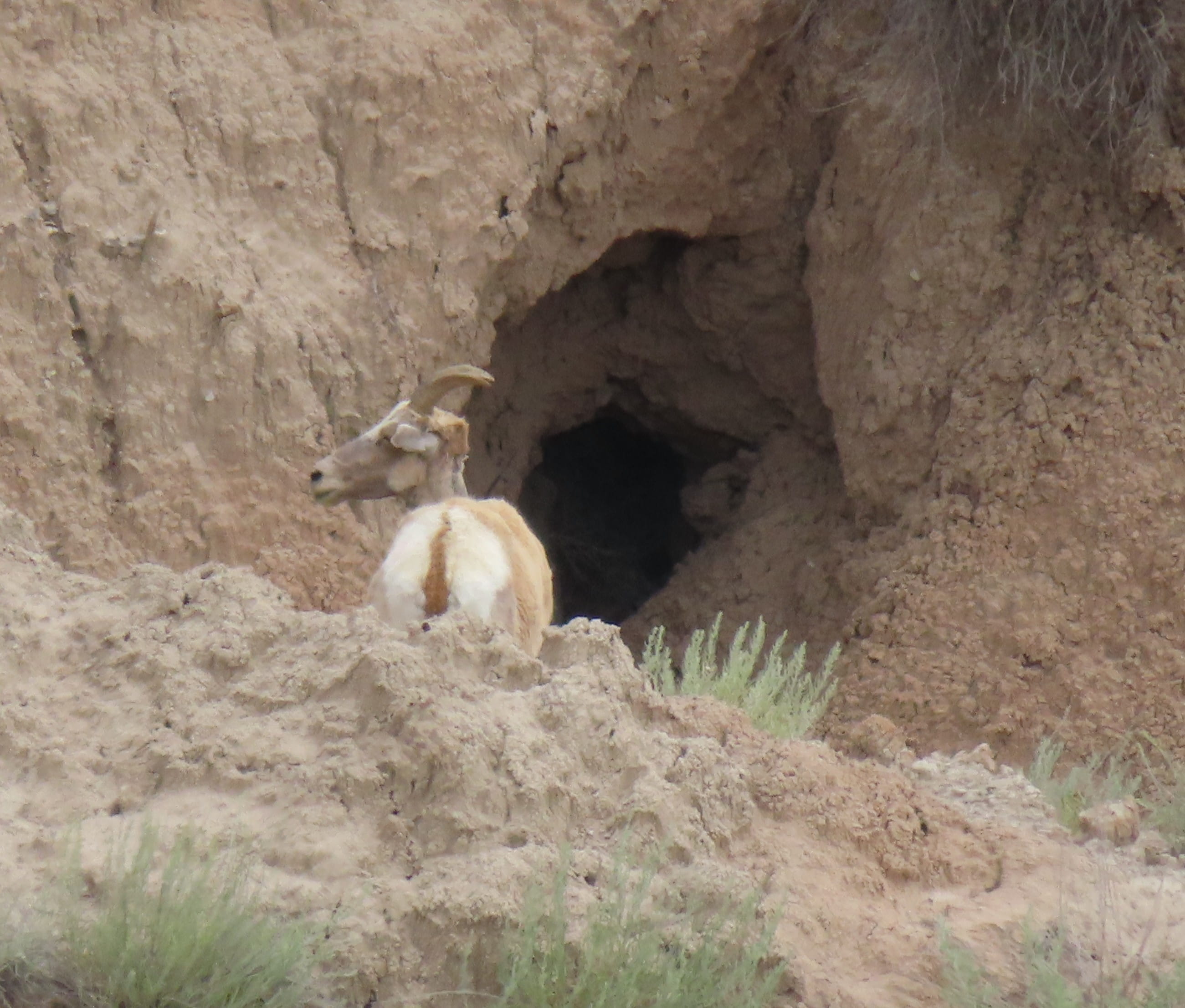 Bighorn Sheep