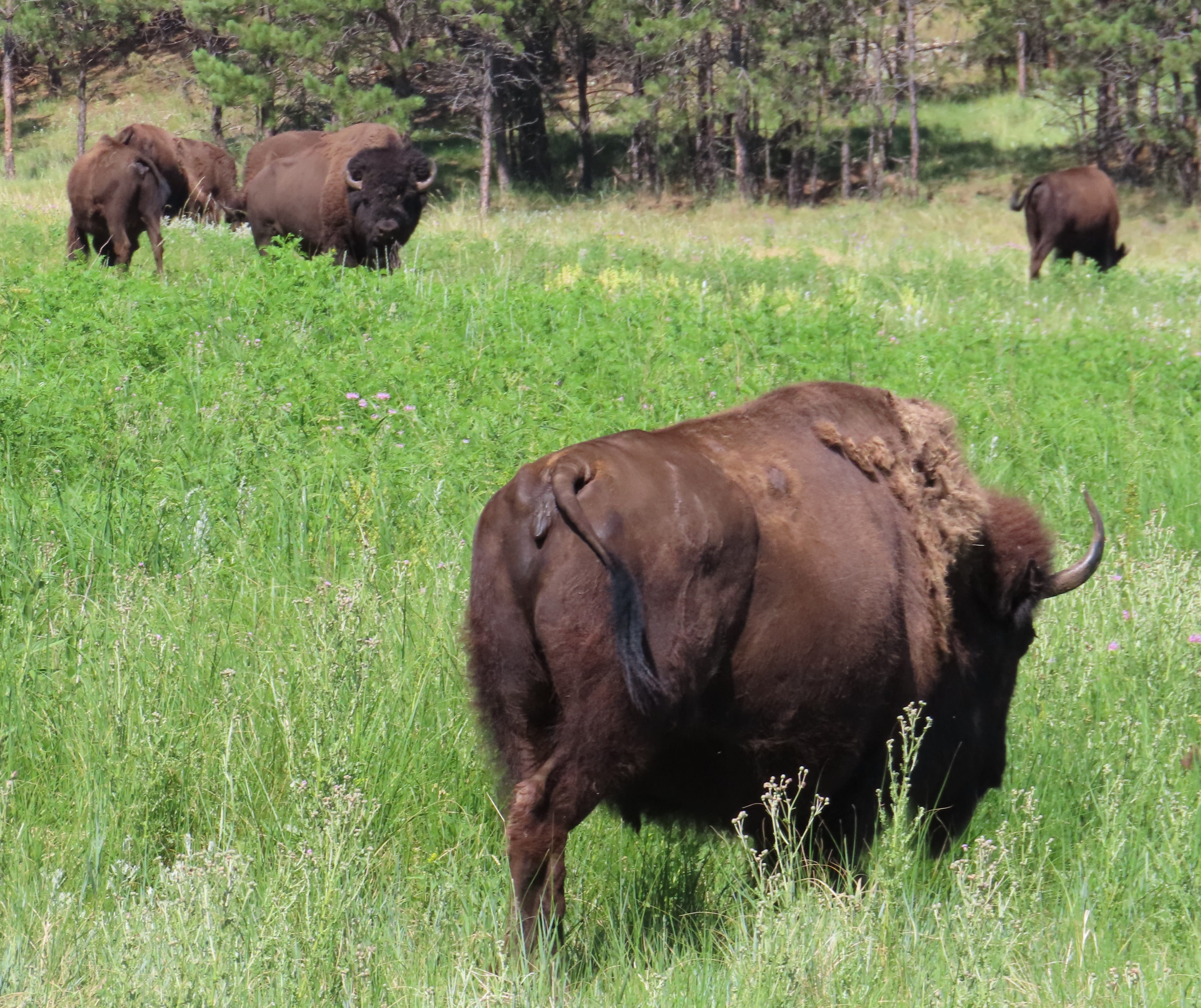 Bison