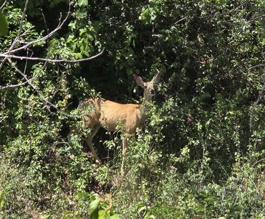 Deer