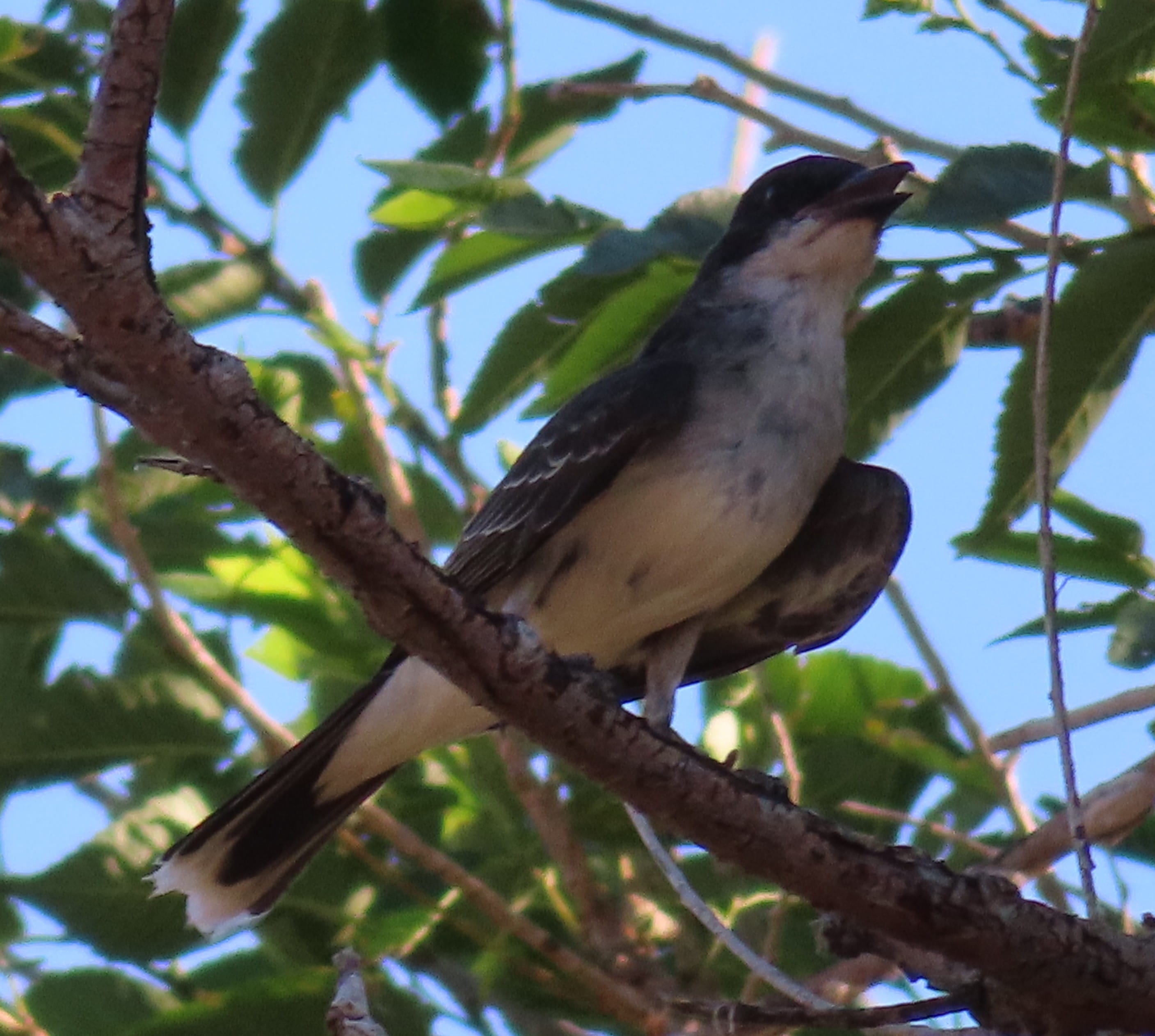 Eastern Kingbird