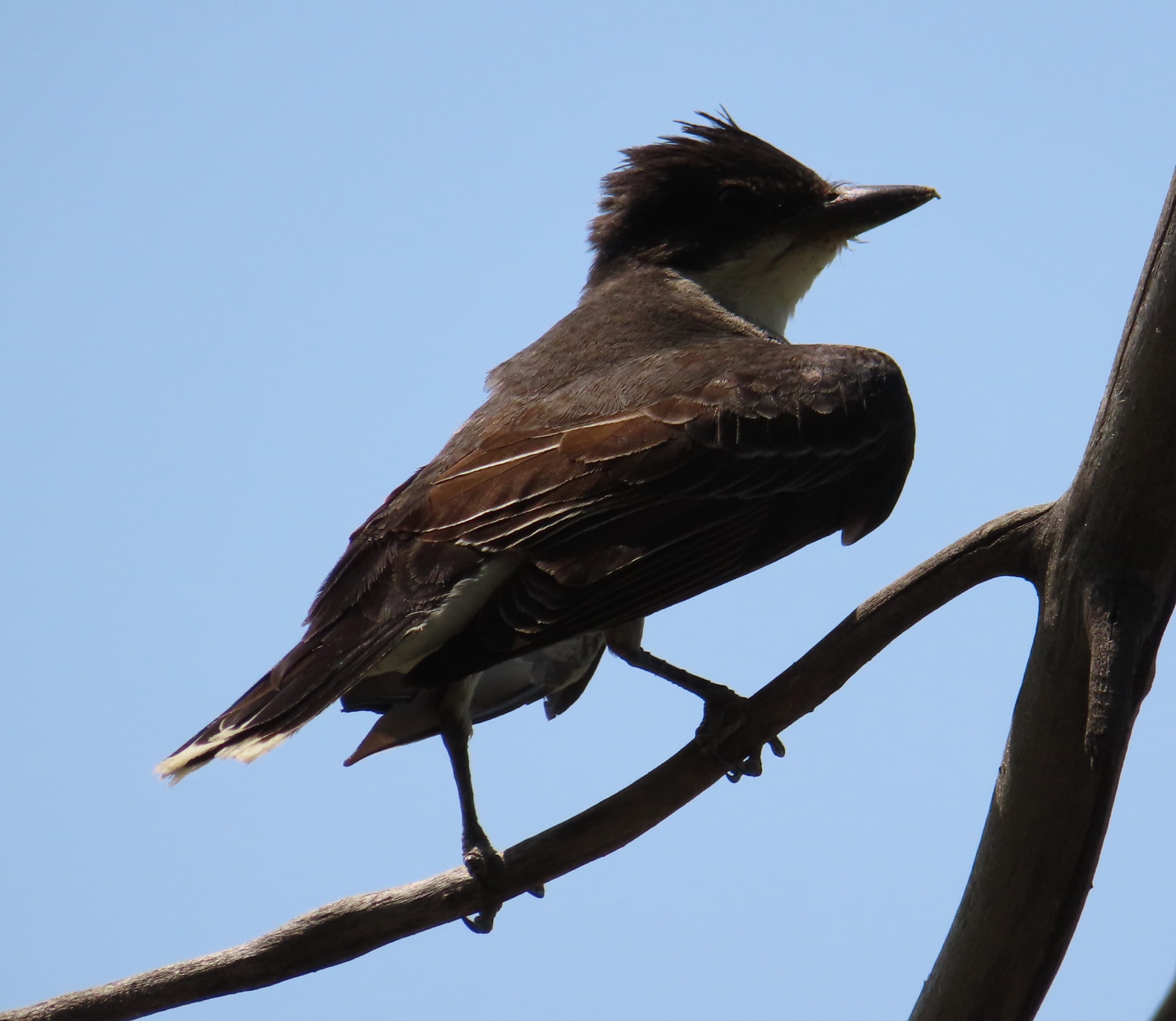 Eastern Kingbird