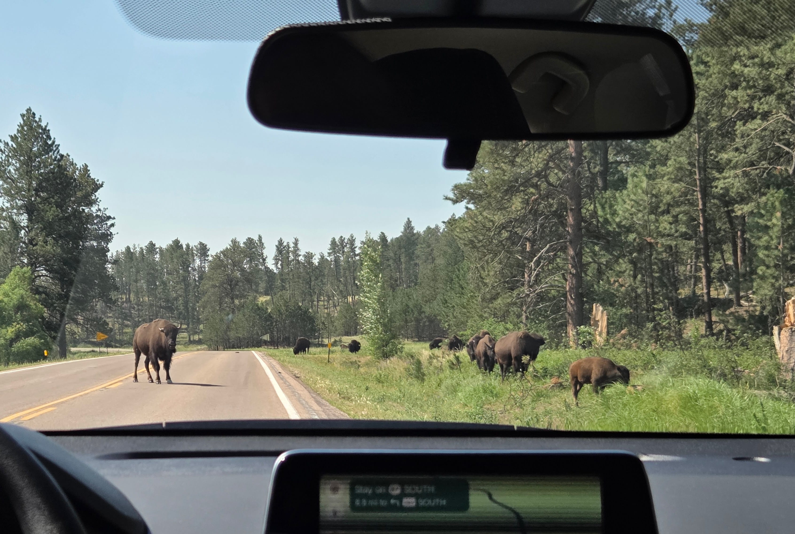 Bison Encounter