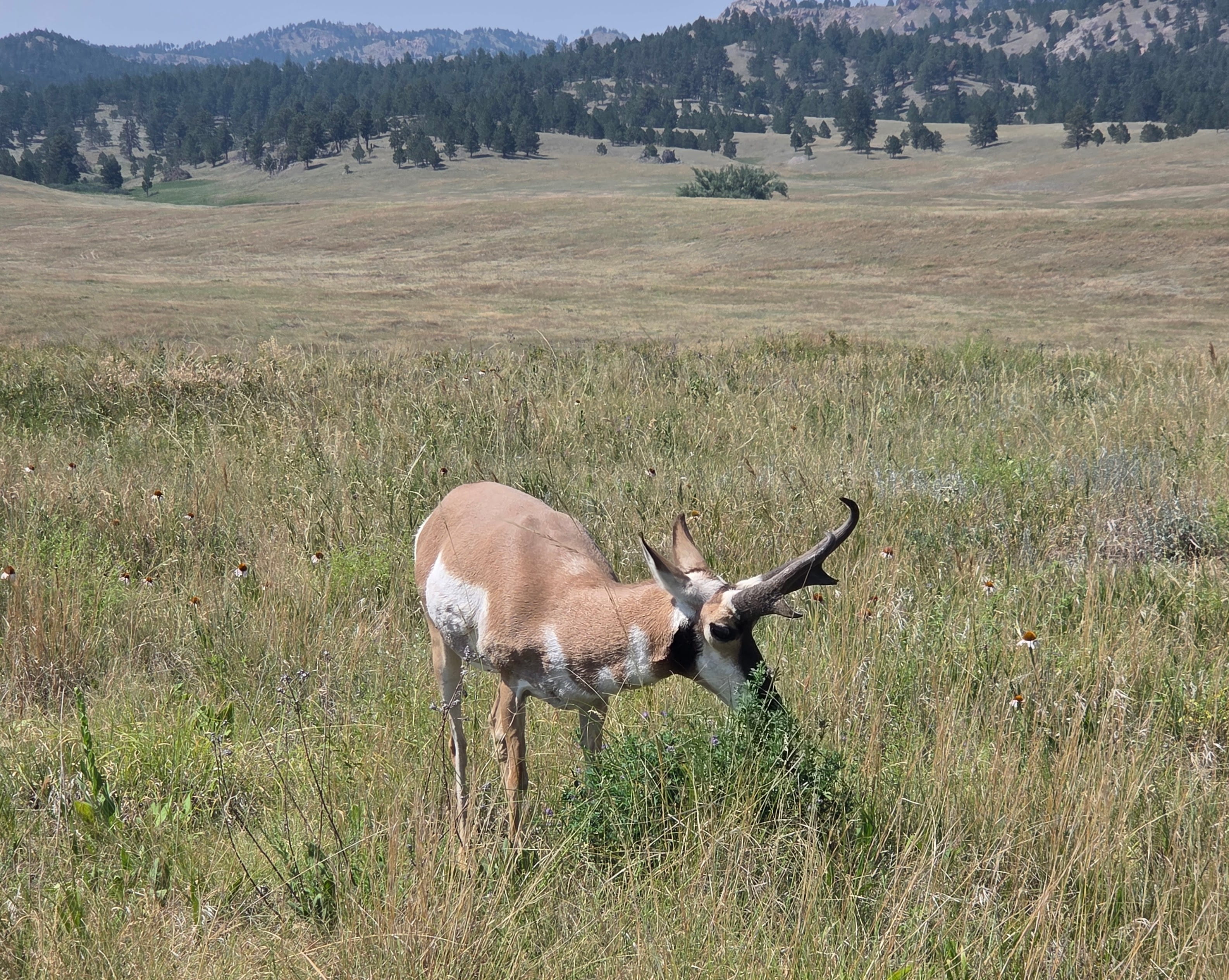 Pronghorn