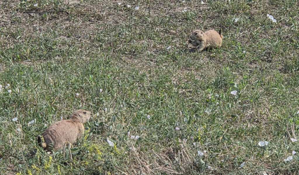 Prairie Dogs