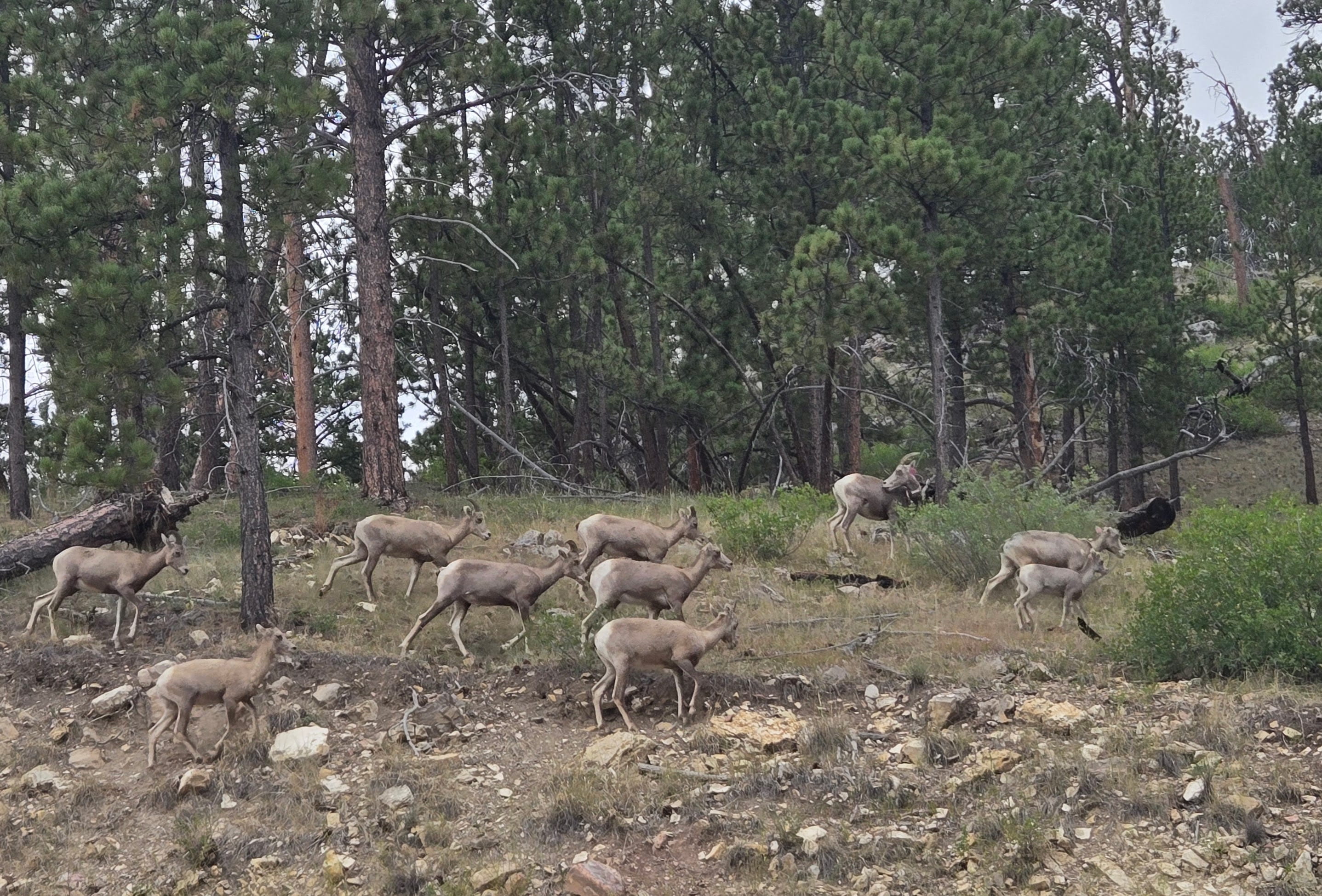 Bighorn Sheep (courtesy of Rei)