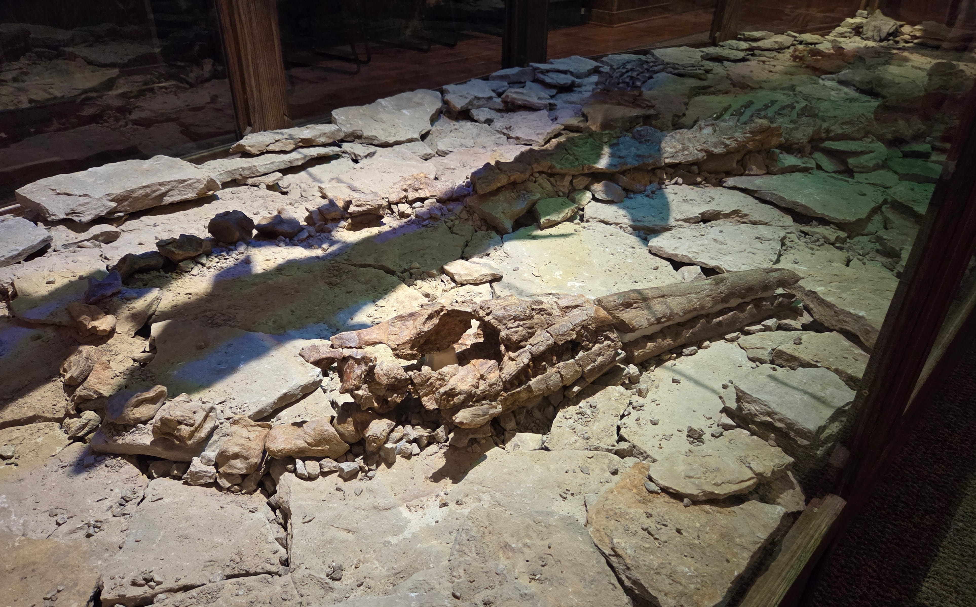 Plesiosaur fossil