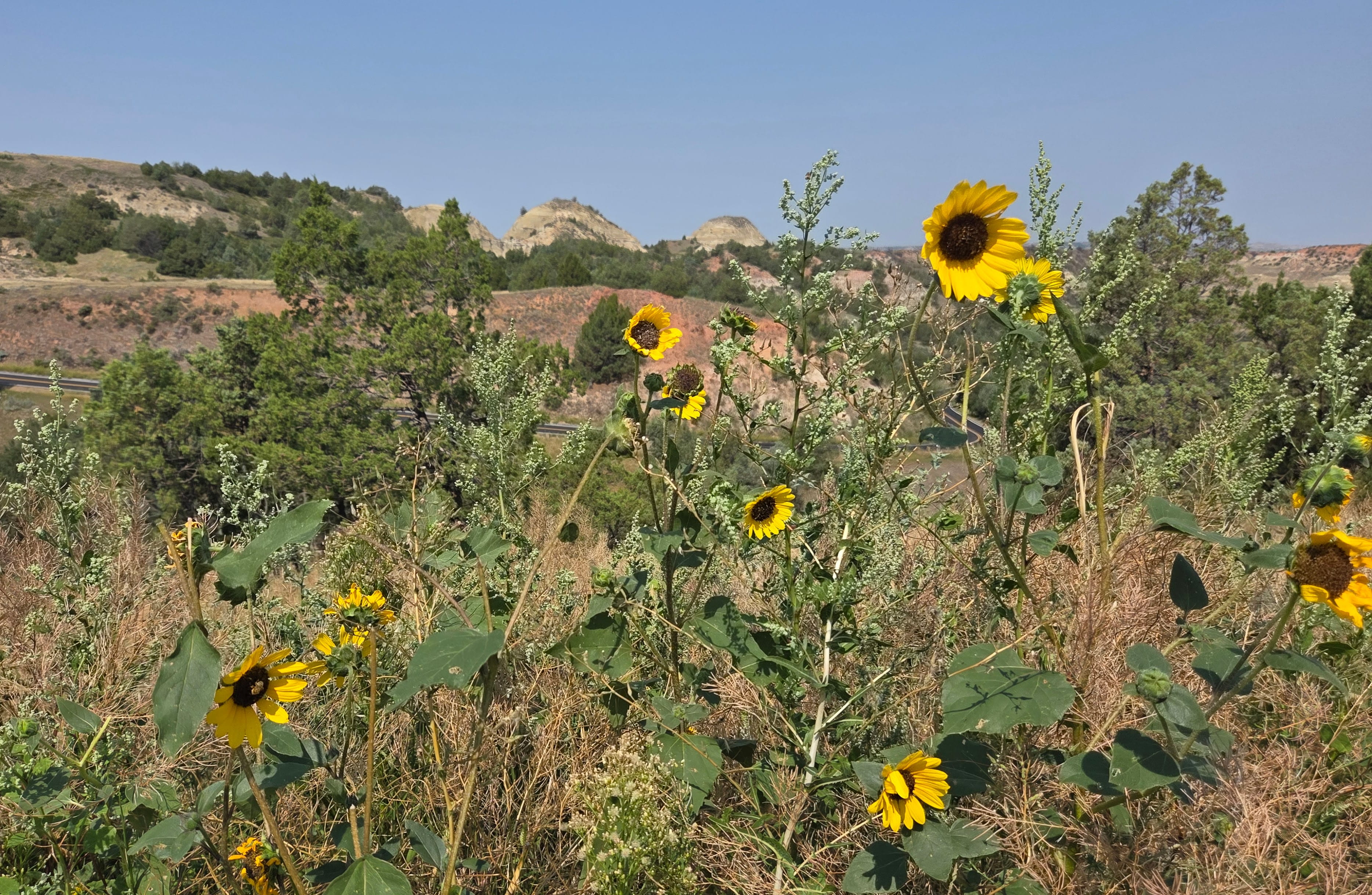 Sunflowers