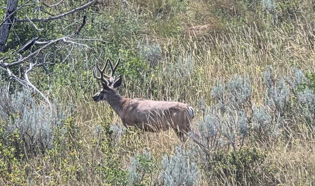 Mule Deer