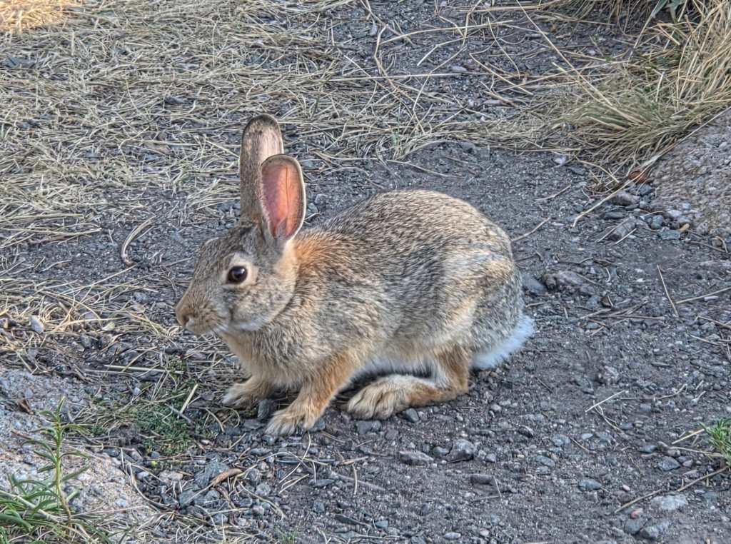 Cute Cottontail