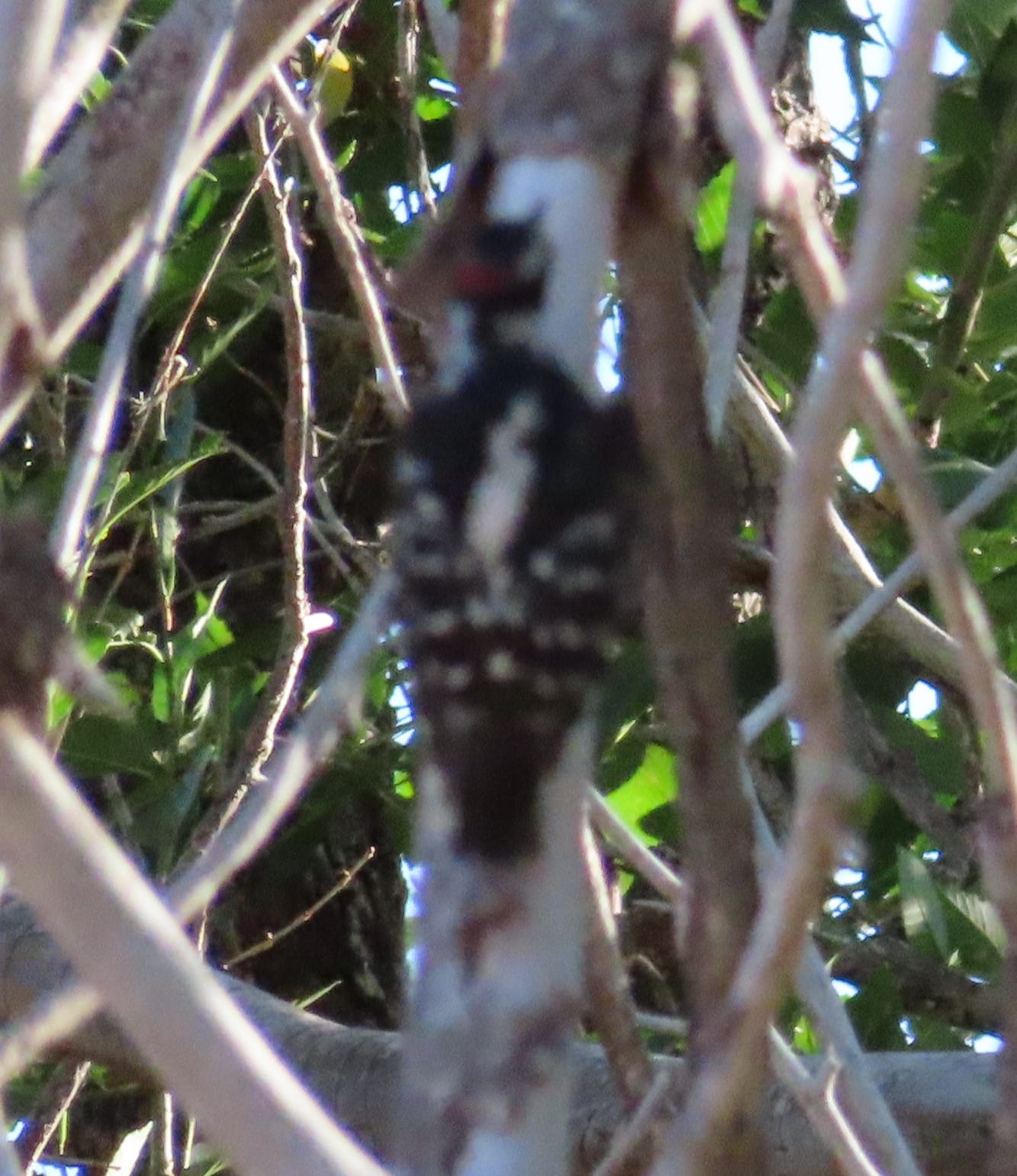 Hairy Woodpecker