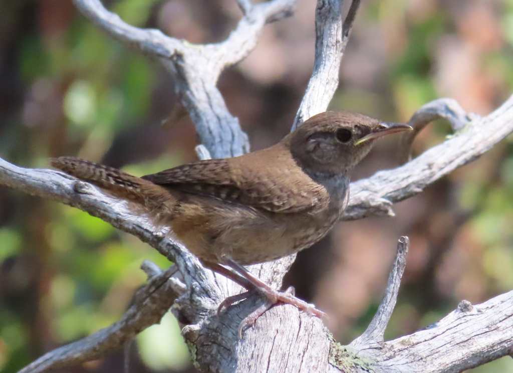 Northern House Wren