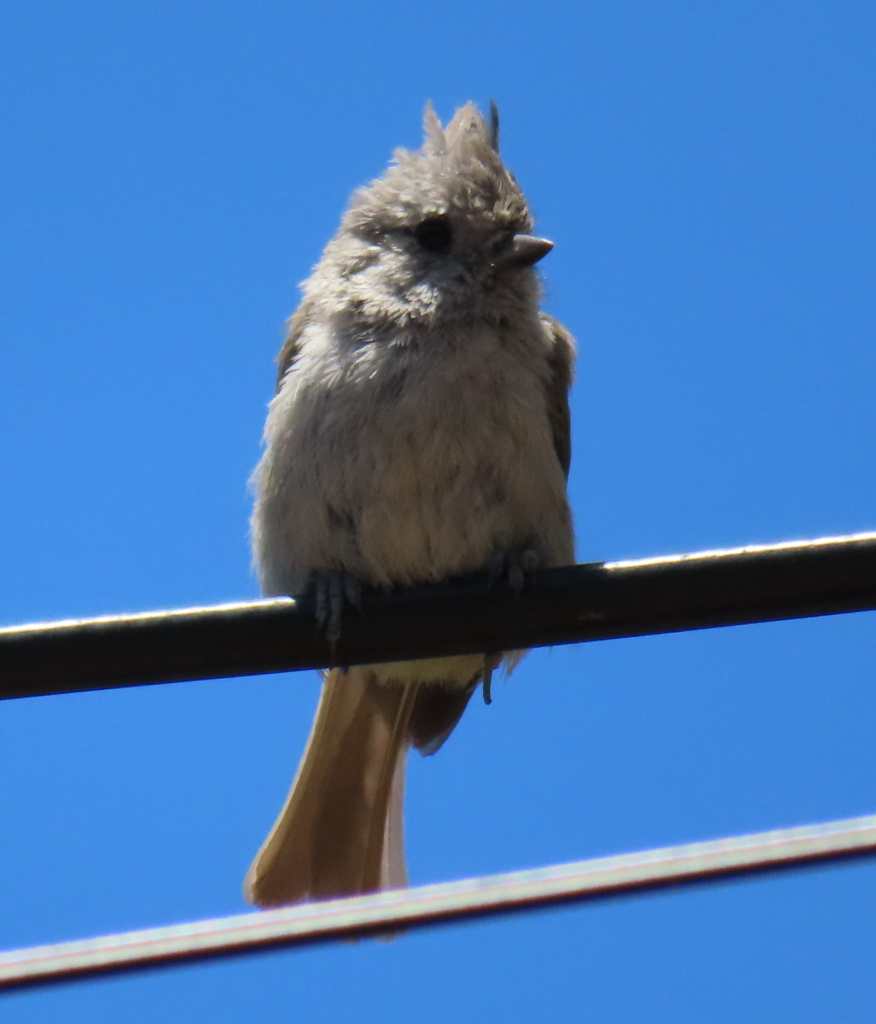 Oak Titmouse
