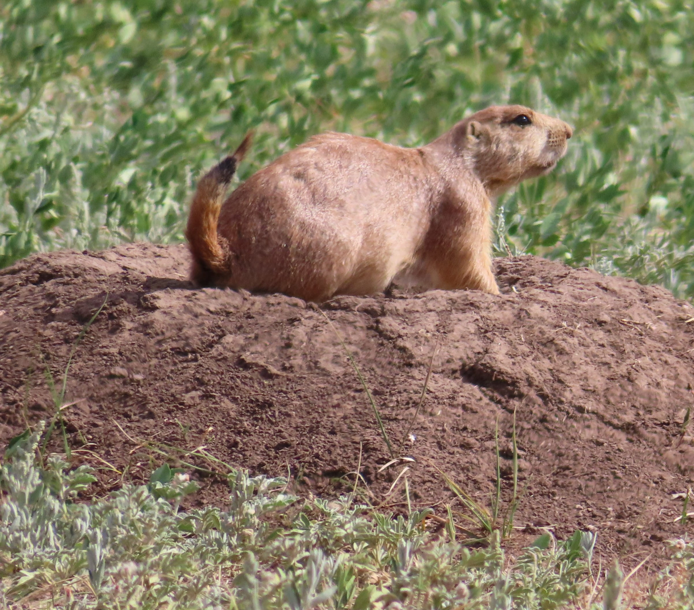 Prairie Dog