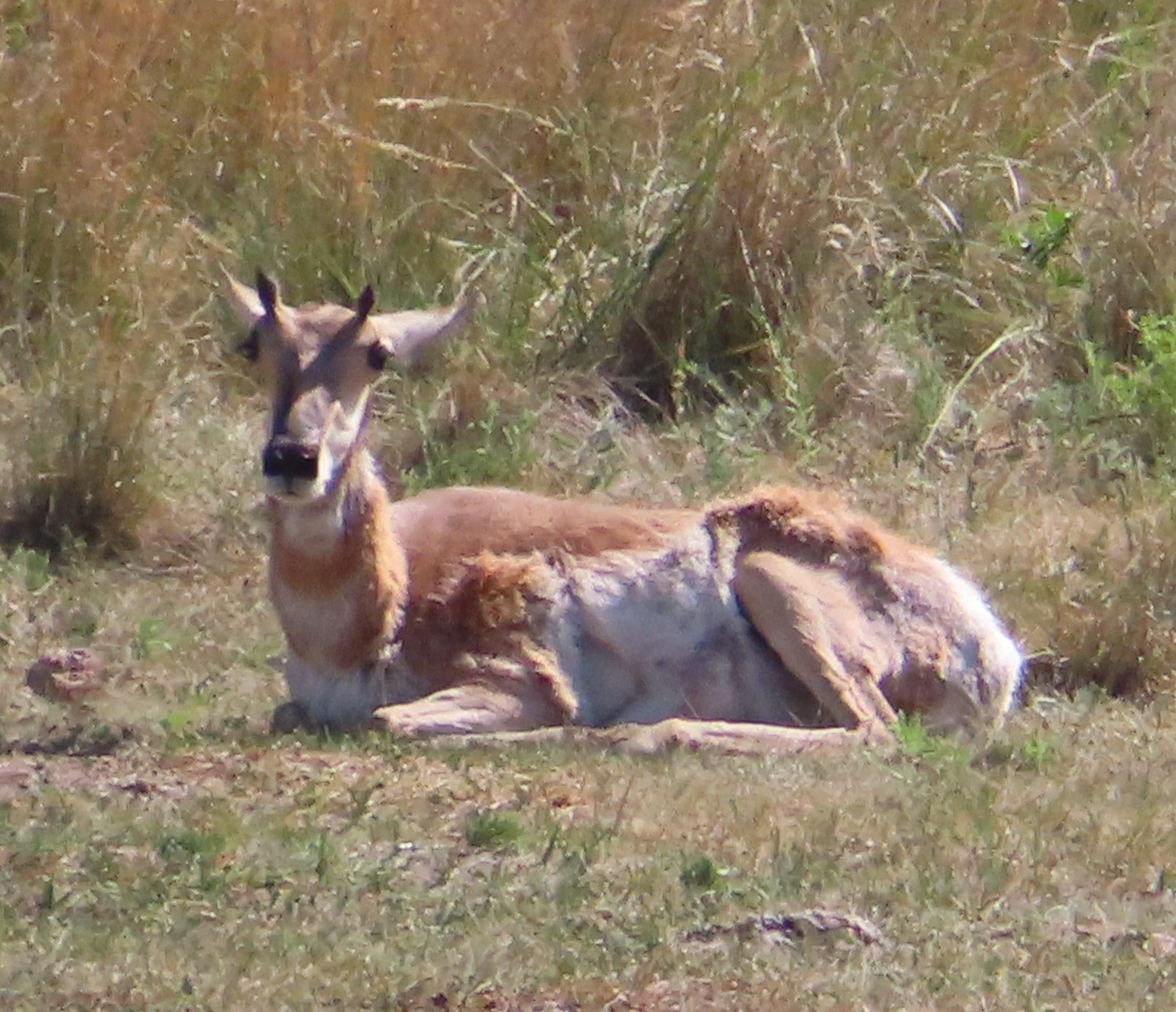 Pronghorn