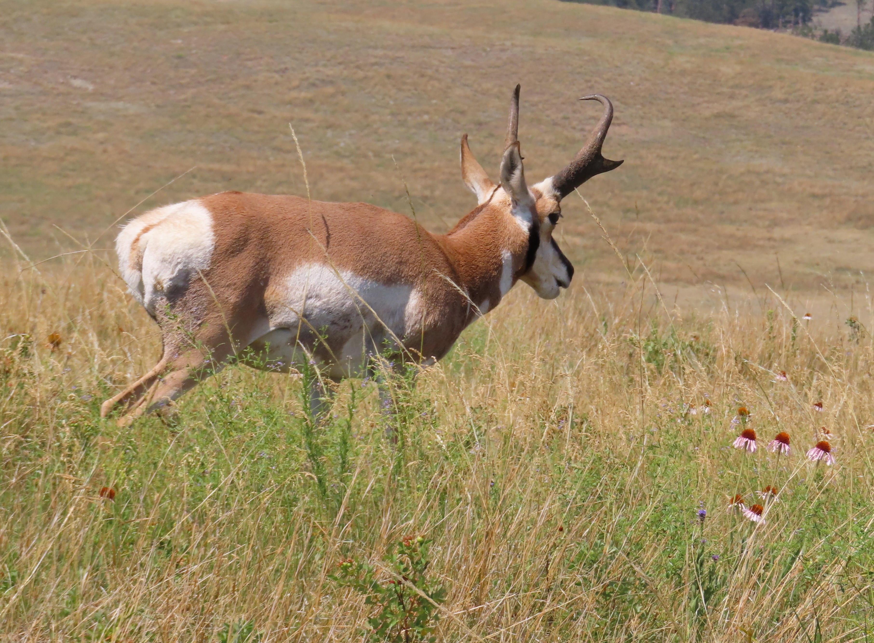 Pronghorn